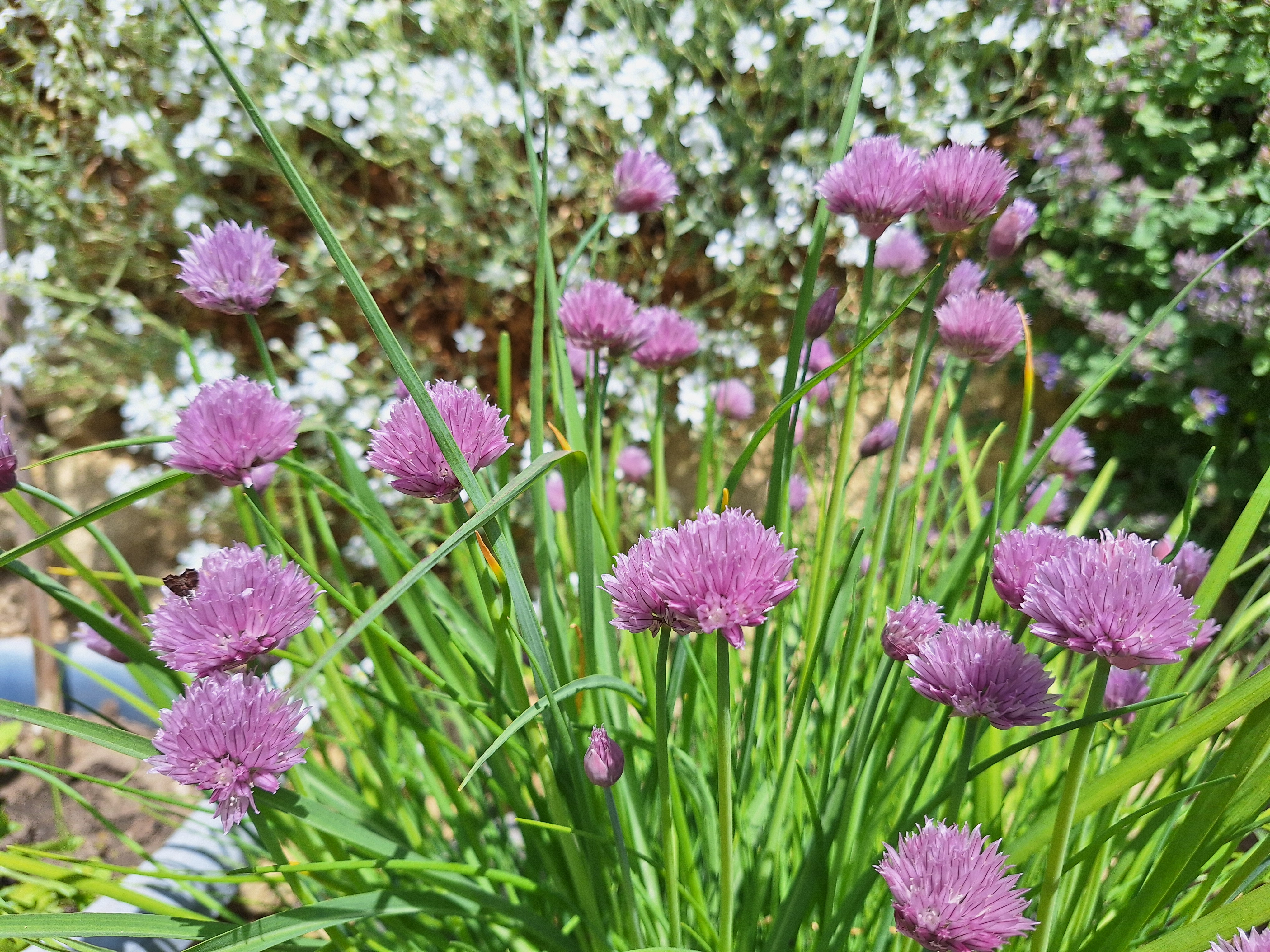 Klimastarke Stauden: zwei Porträts