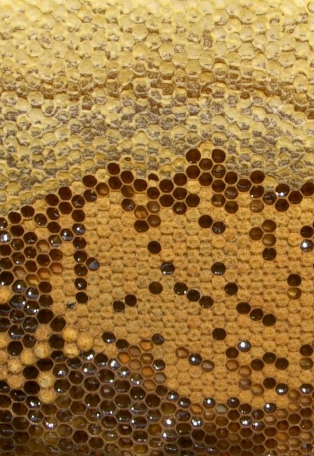 Naturnah imkern mit Warré-Beuten: Kriterien, Vor- und Nachteile