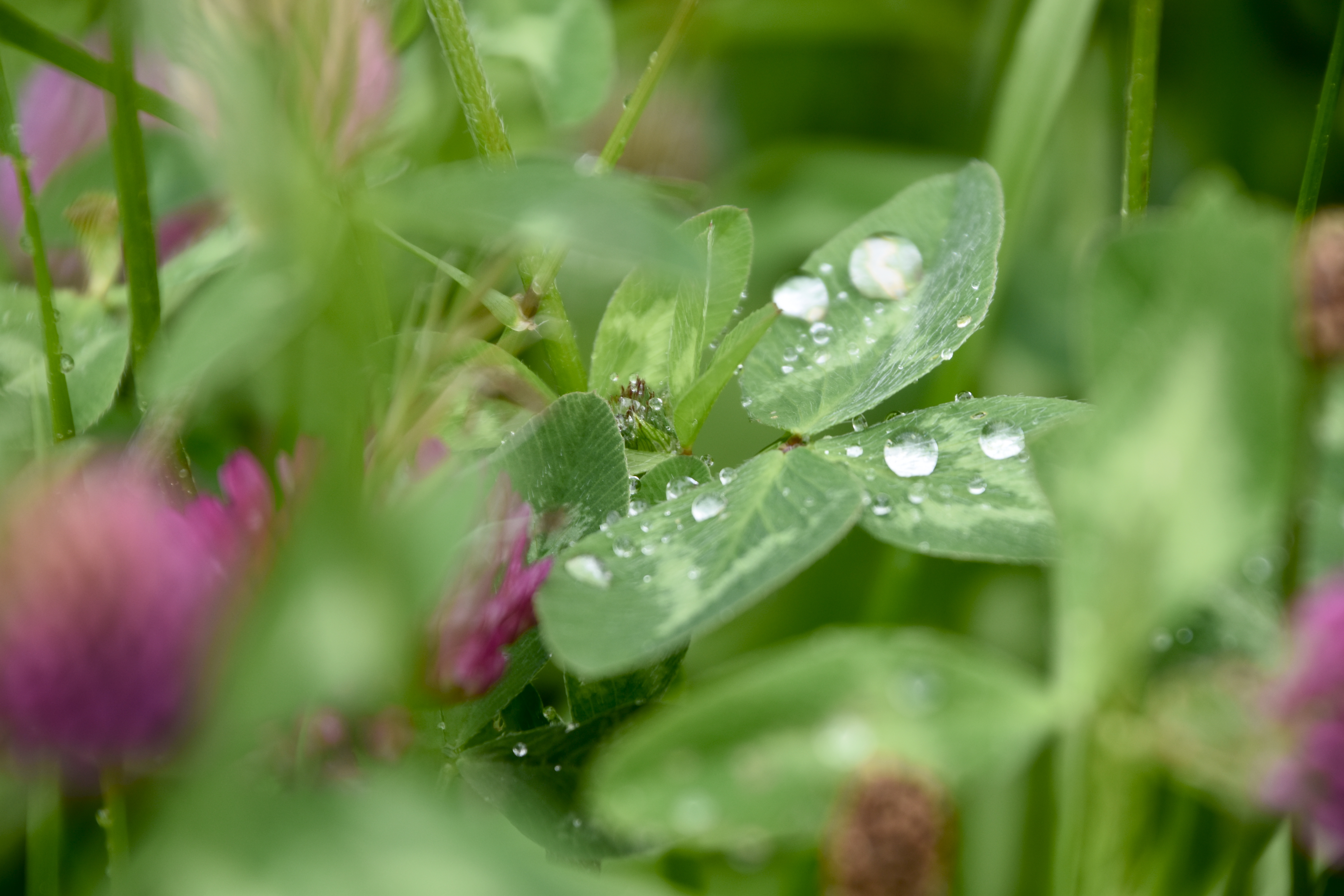 Von Pflanzen, die sich mögen und Tieren, die uns helfen