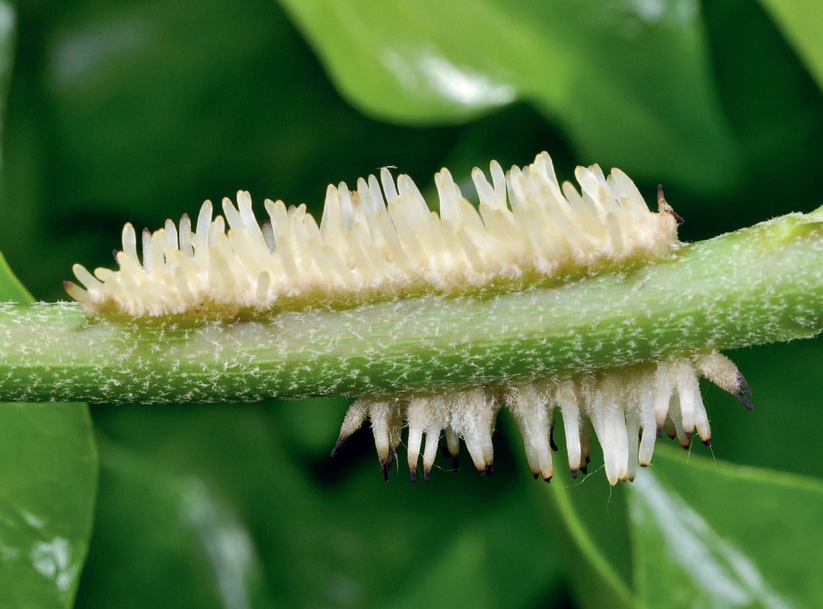 rgb-031_Spohn_Gartenbotanik_(c)Margot und Roland Spohn