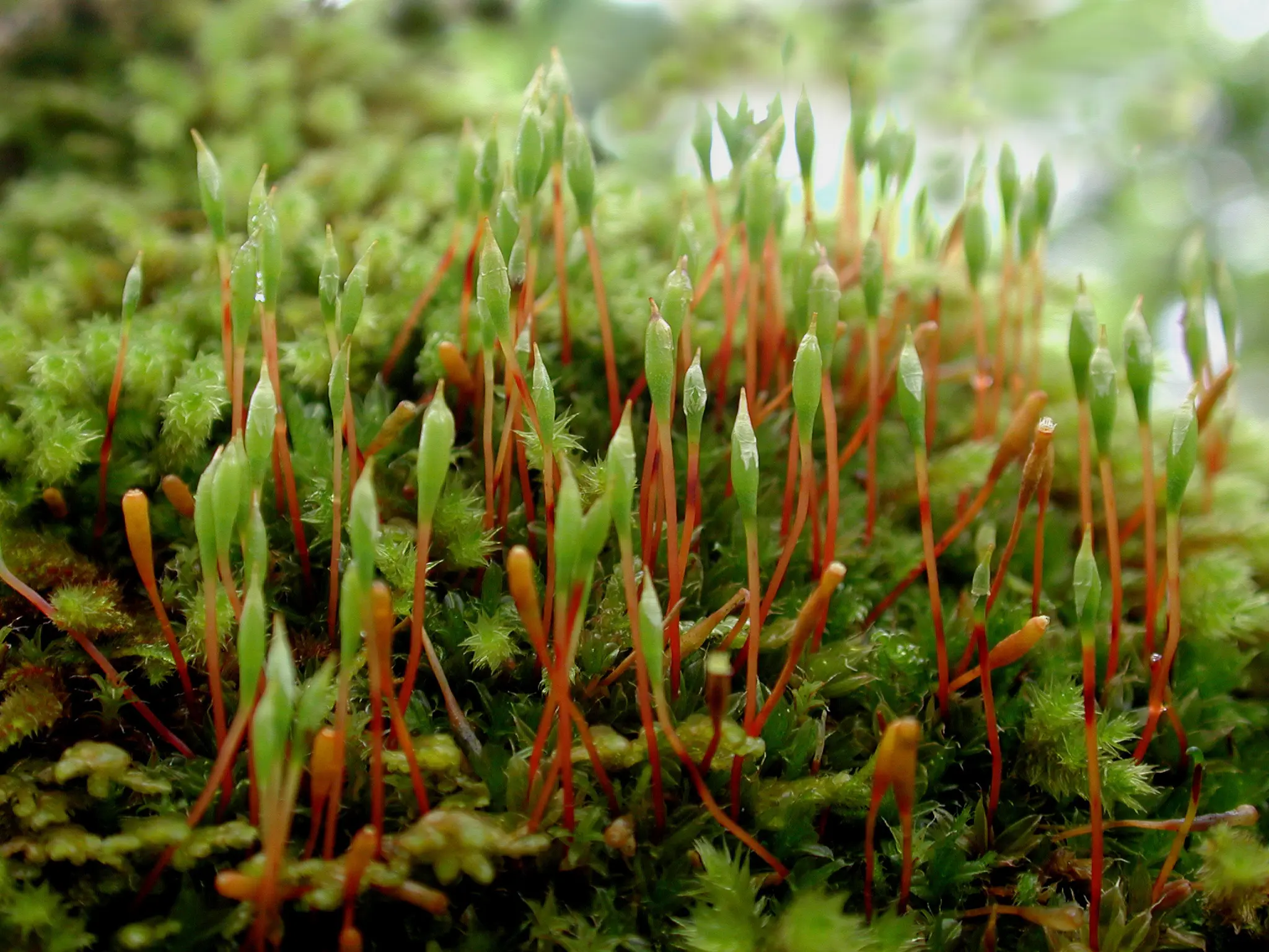 386r_Bergamini_Moose_9783258083018_(c)_Heike_Hofmann