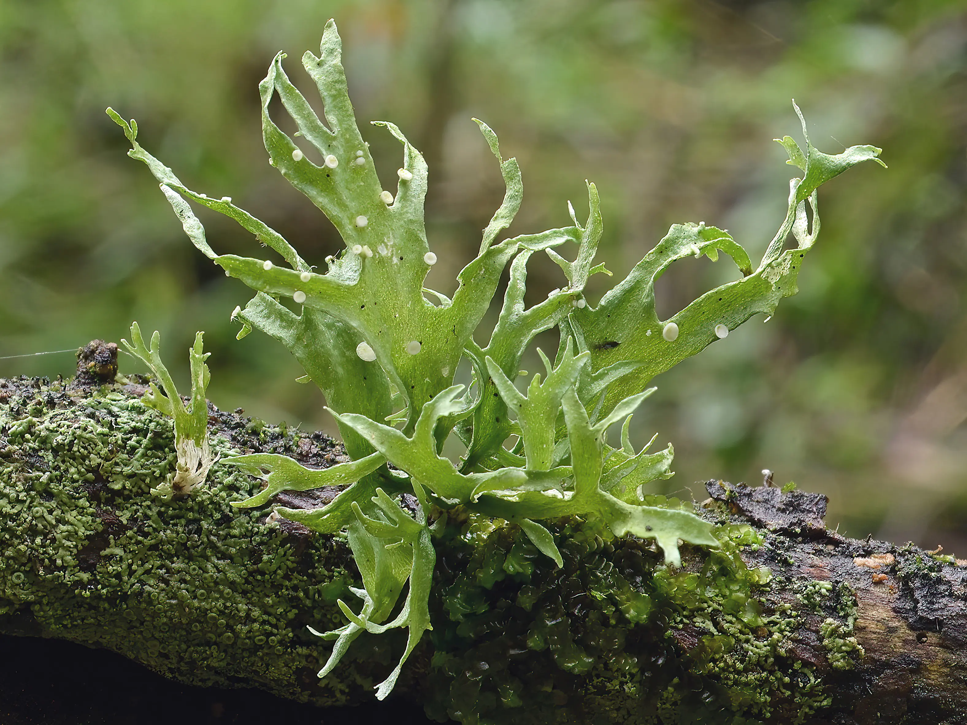 078-079_Lcking-Spribille_Flechten_9783258084299_(c)Robert Lcking