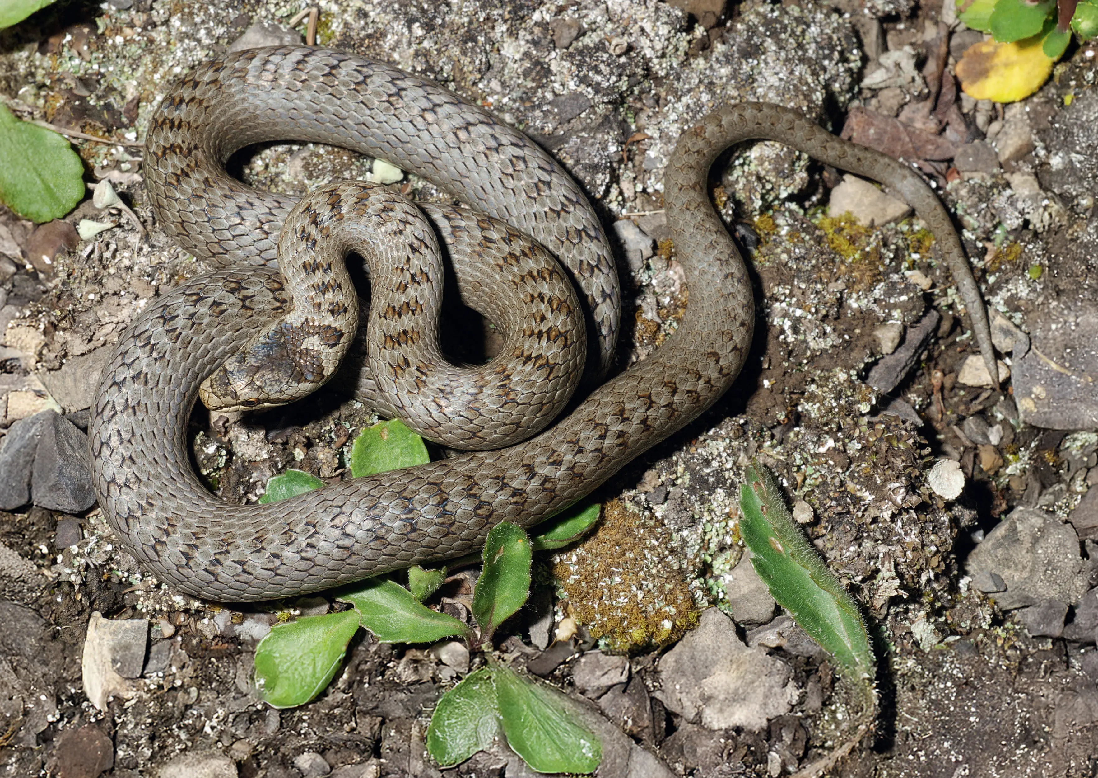 019o_Hofer_Reptilien_9783258083728_(c)Andreas Meyer