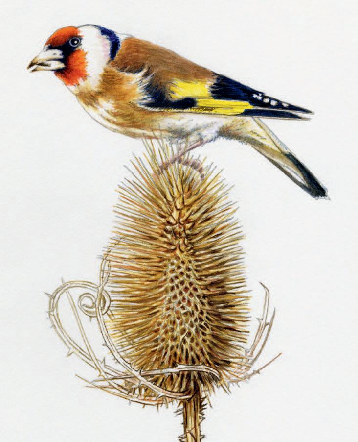 rgb-128ro_Spohn_Gartenbotanik_(c)Roland Spohn