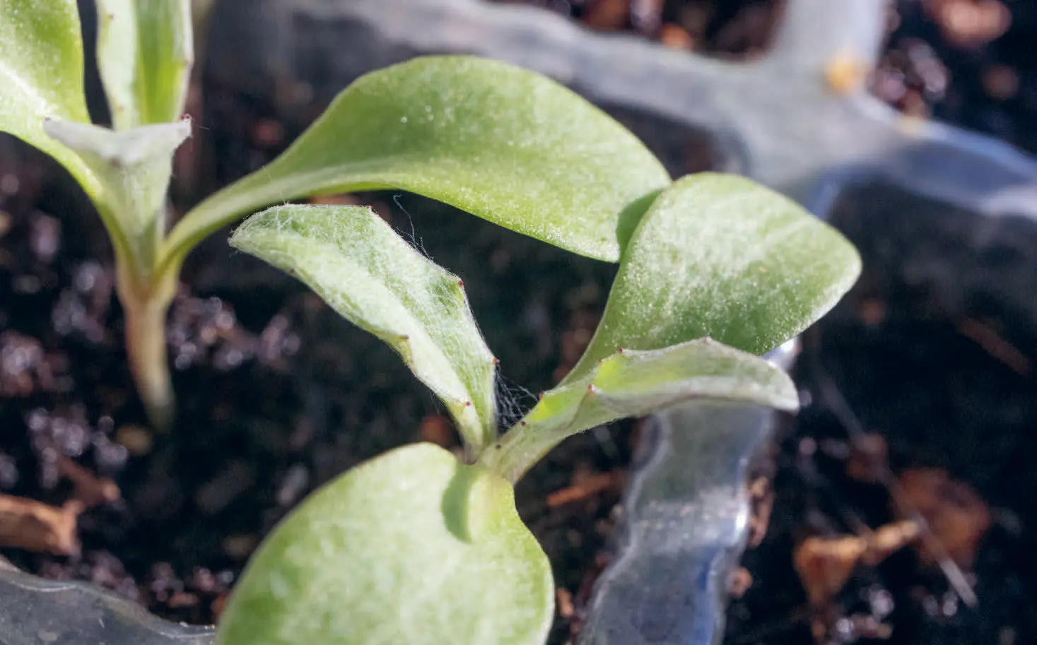 153u_Mller-Navarra_Bltenreich_9783258084459(c)Annika Mller-Navarra_RGB