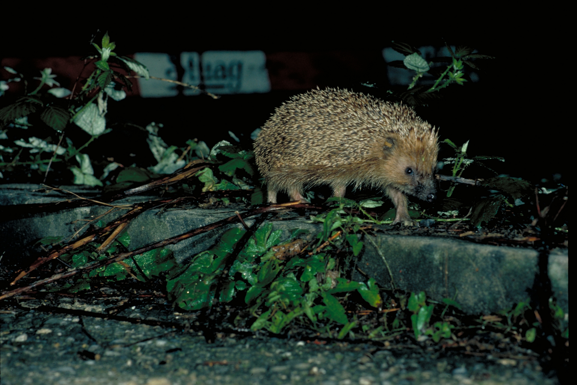 Der Igel ist unser Tier des Jahres 2026: Anouk-Lisa Taucher & Madeleine Geiger im Interview