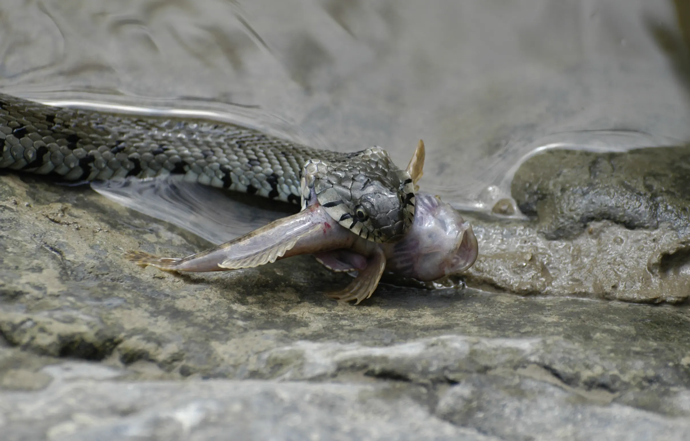 110_Hofer_Reptilien_9783258083728_(c)Manfred Eichele