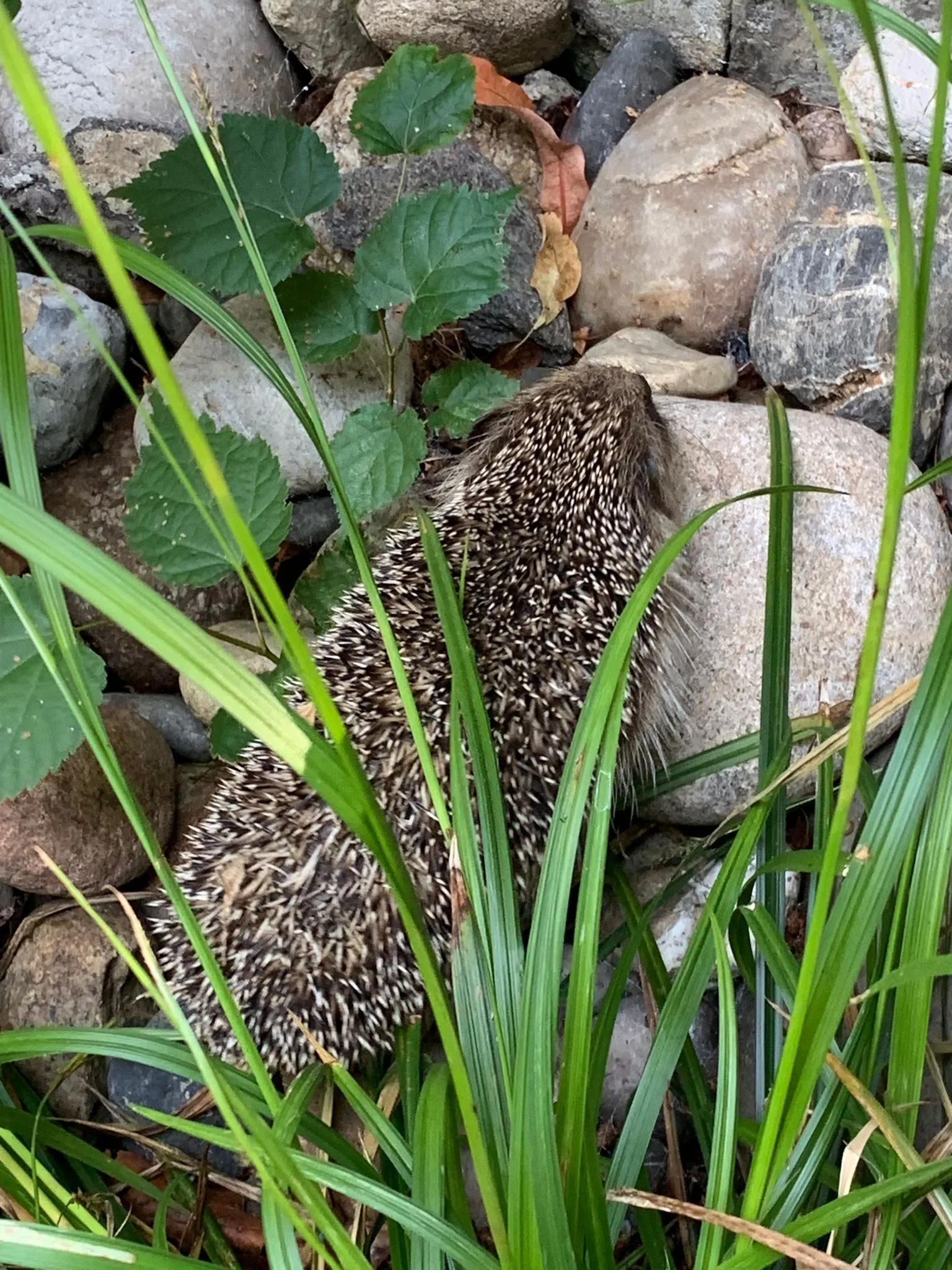 igel vor BH 2