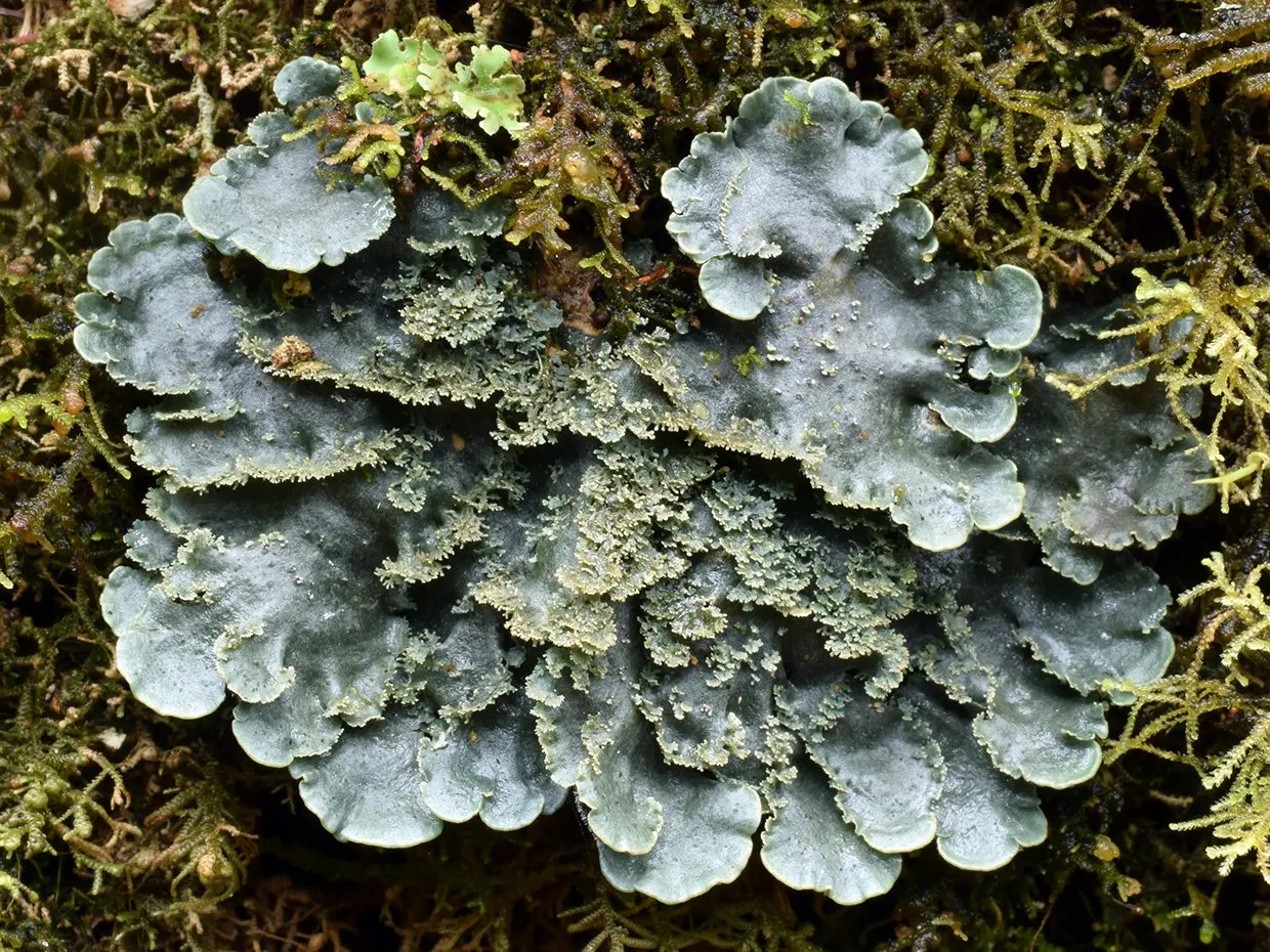 114ol_Lcking-Spribille_Flechten_9783258084299_(c)Robert Lcking