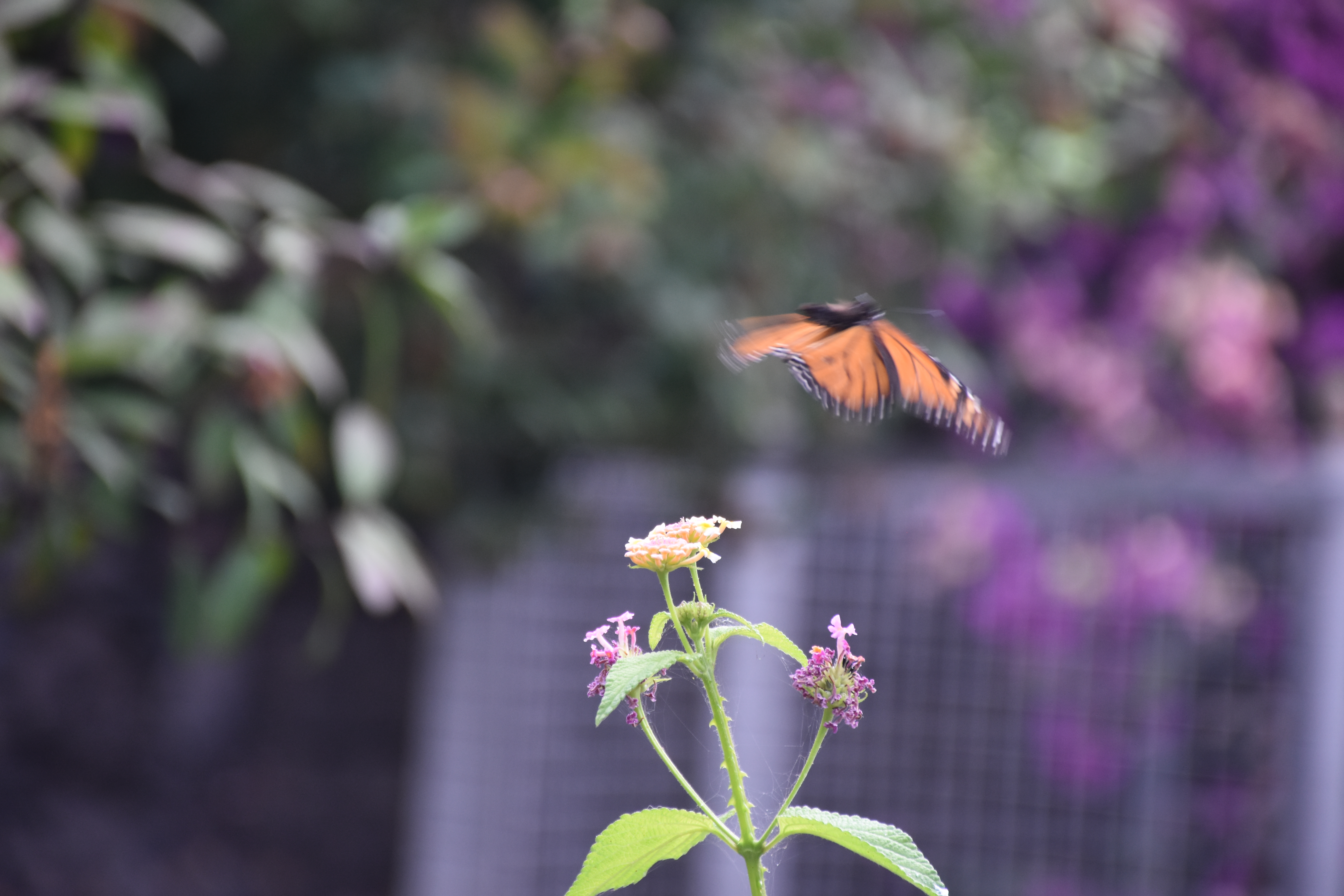 Gartenbotanik: Von der Wurzel bis zur Frucht