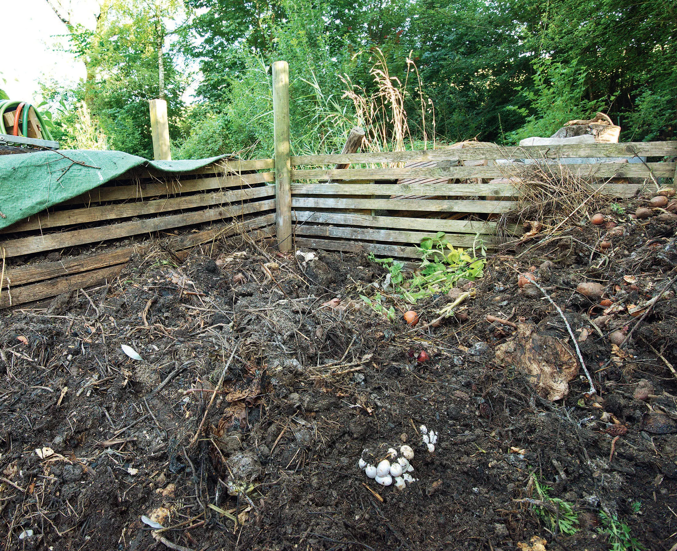 214_Hofer_Reptilien_9783258083728(c)Andreas Meyer