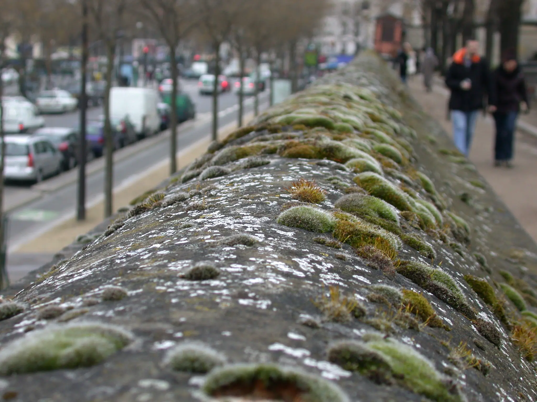 184l_Bergamini_Moose_9783258083018_(c)_Norbert_Schnyder