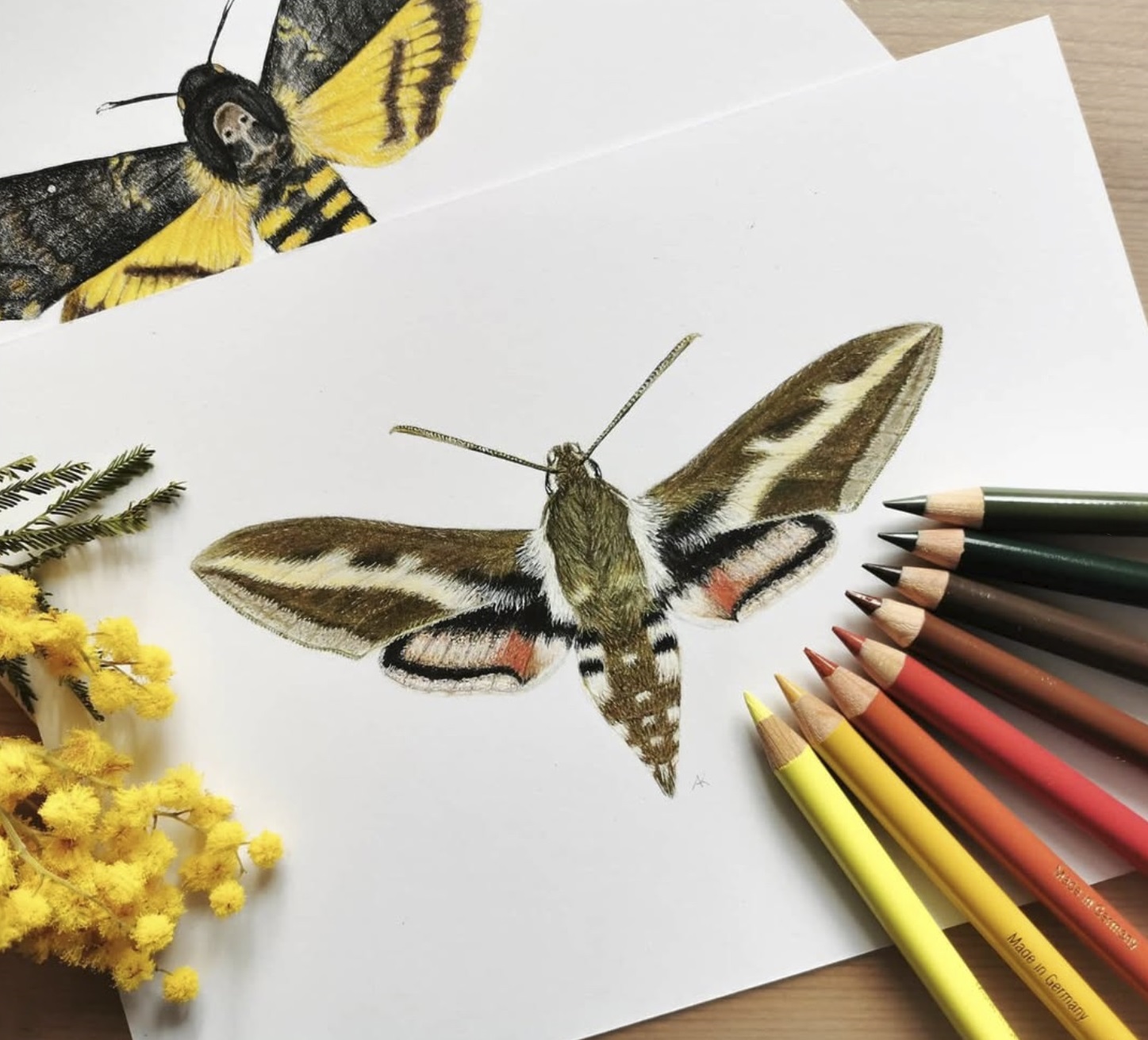 16.05.26 – Naturillustration zwischen Kunst & Biologie