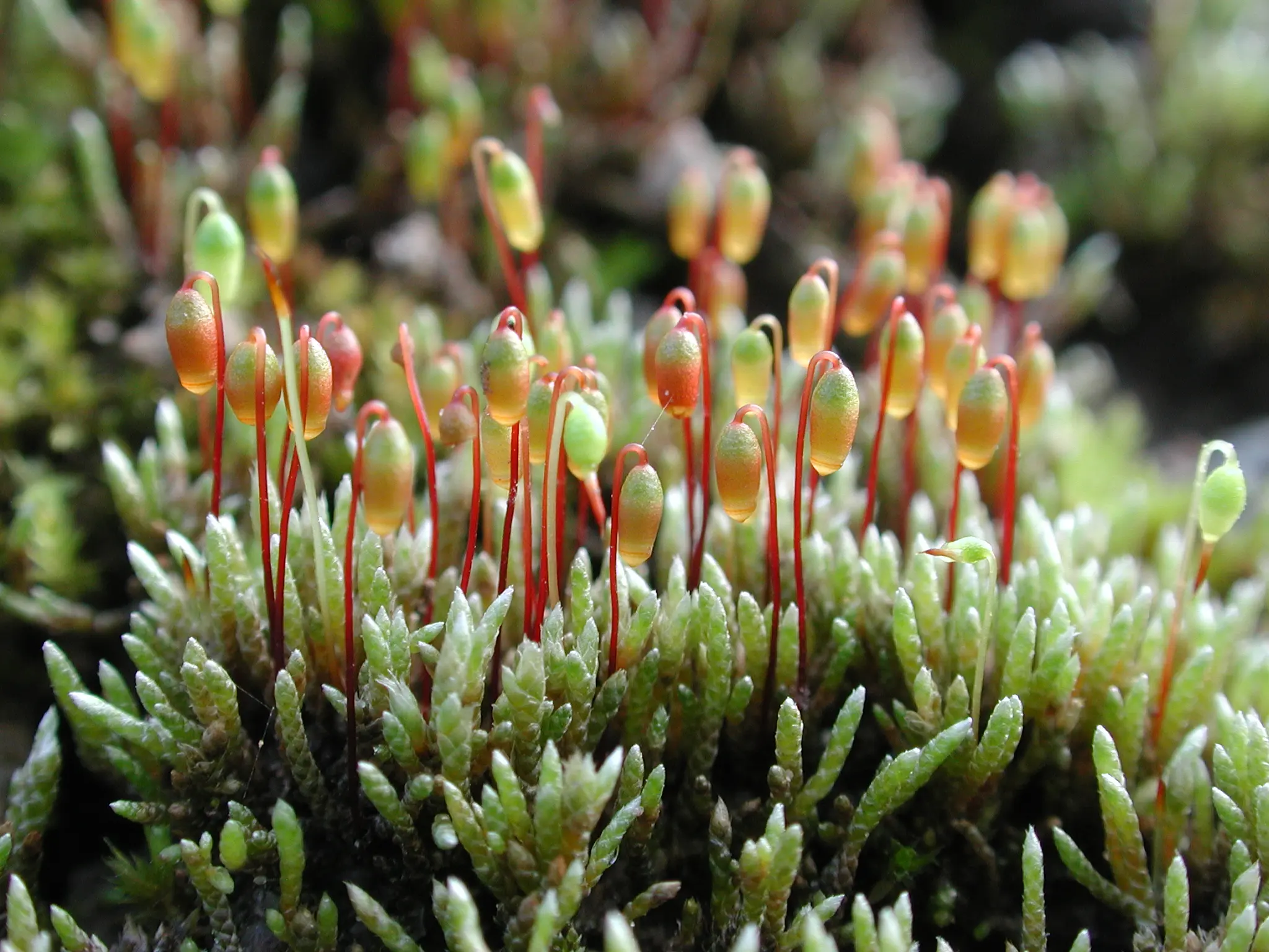 105l_Bergamini_Moose_9783258083018_(c)_Heike_Hofmann