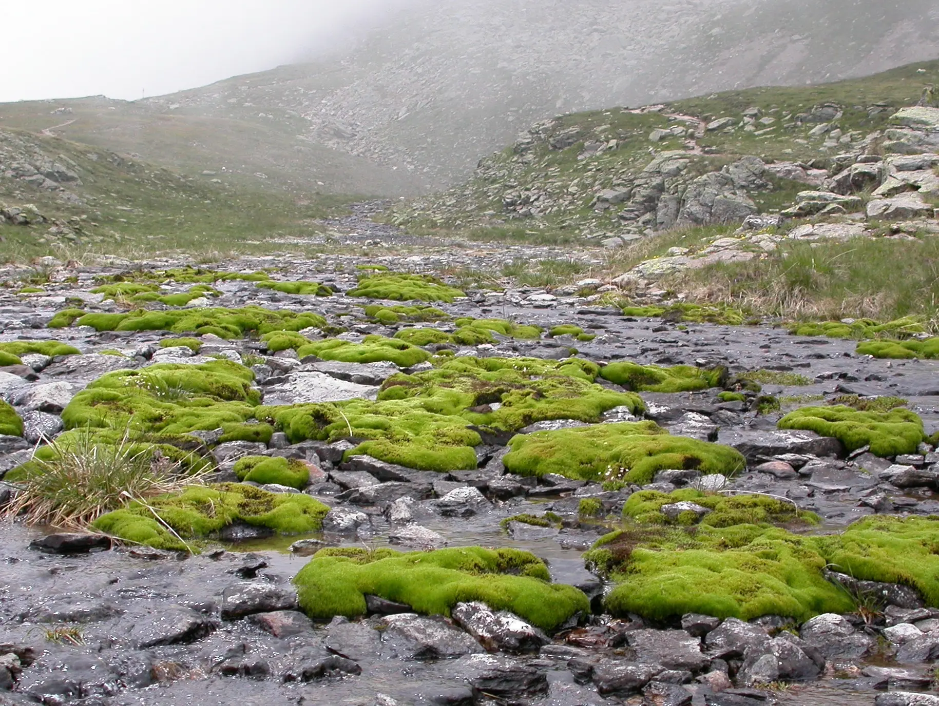 226ol_Bergamini_Moose_9783258083018_(c)_Ariel_Bergamini