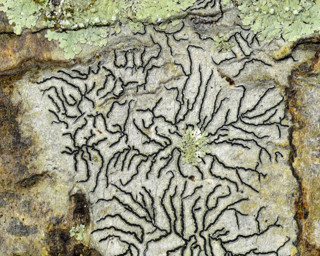 114ur_Lcking-Spribille_Flechten_9783258084299_(c)Robert Lcking