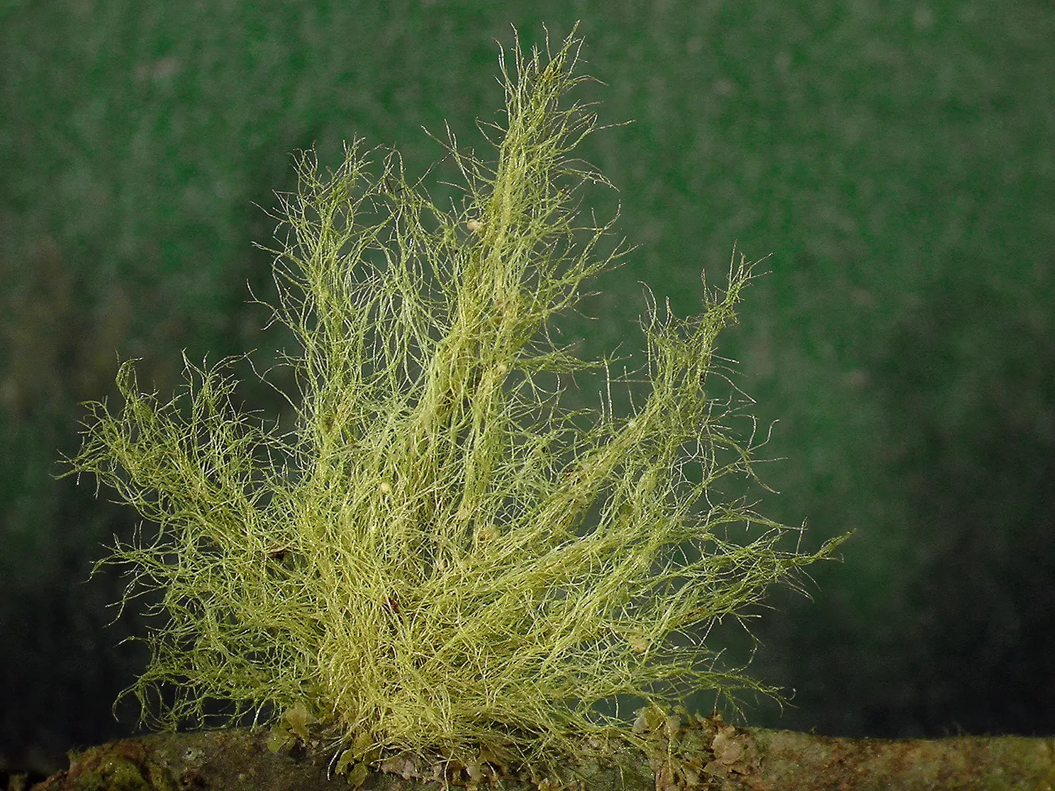 115ul_Lcking-Spribille_Flechten_9783258084299_(c)Robert Lcking