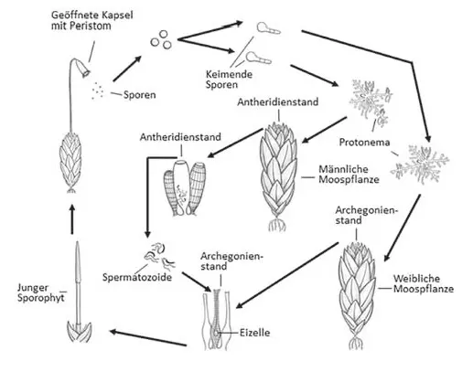 012_Moose der Schweiz_9783258083018