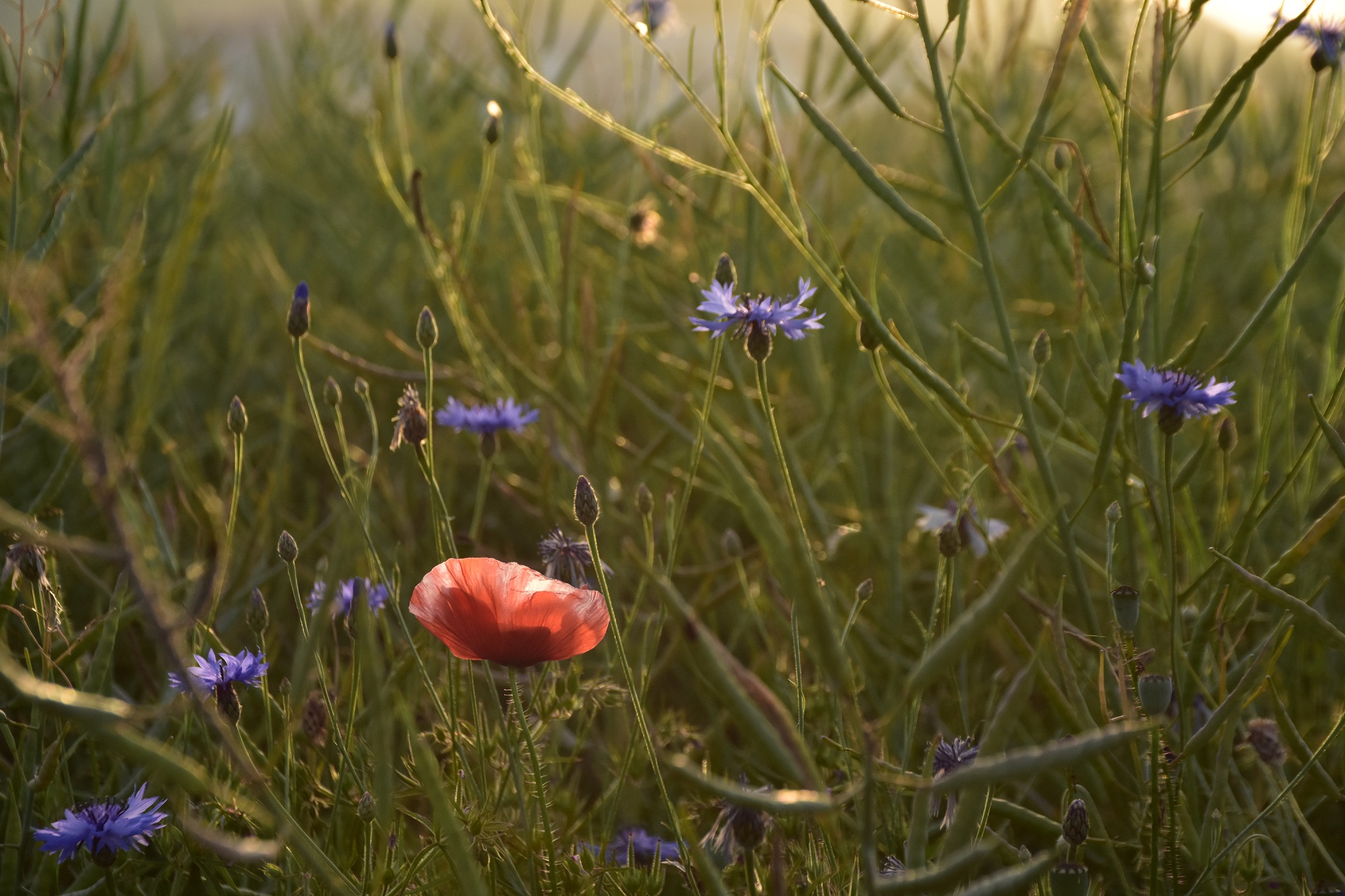 So funktioniert Biodiversität in der Landwirtschaft