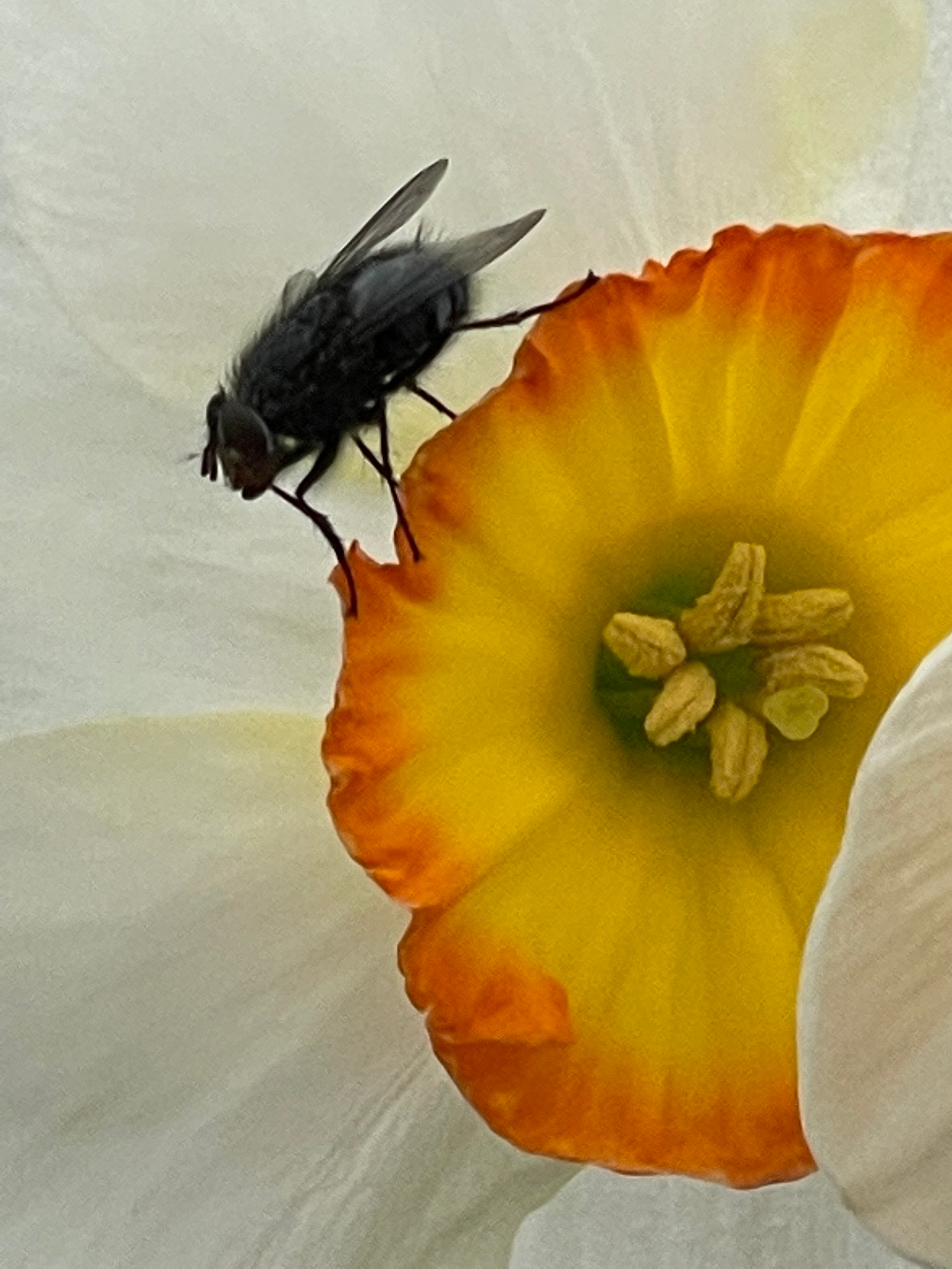 Fliege in Blume-hf_Gartenbotanik