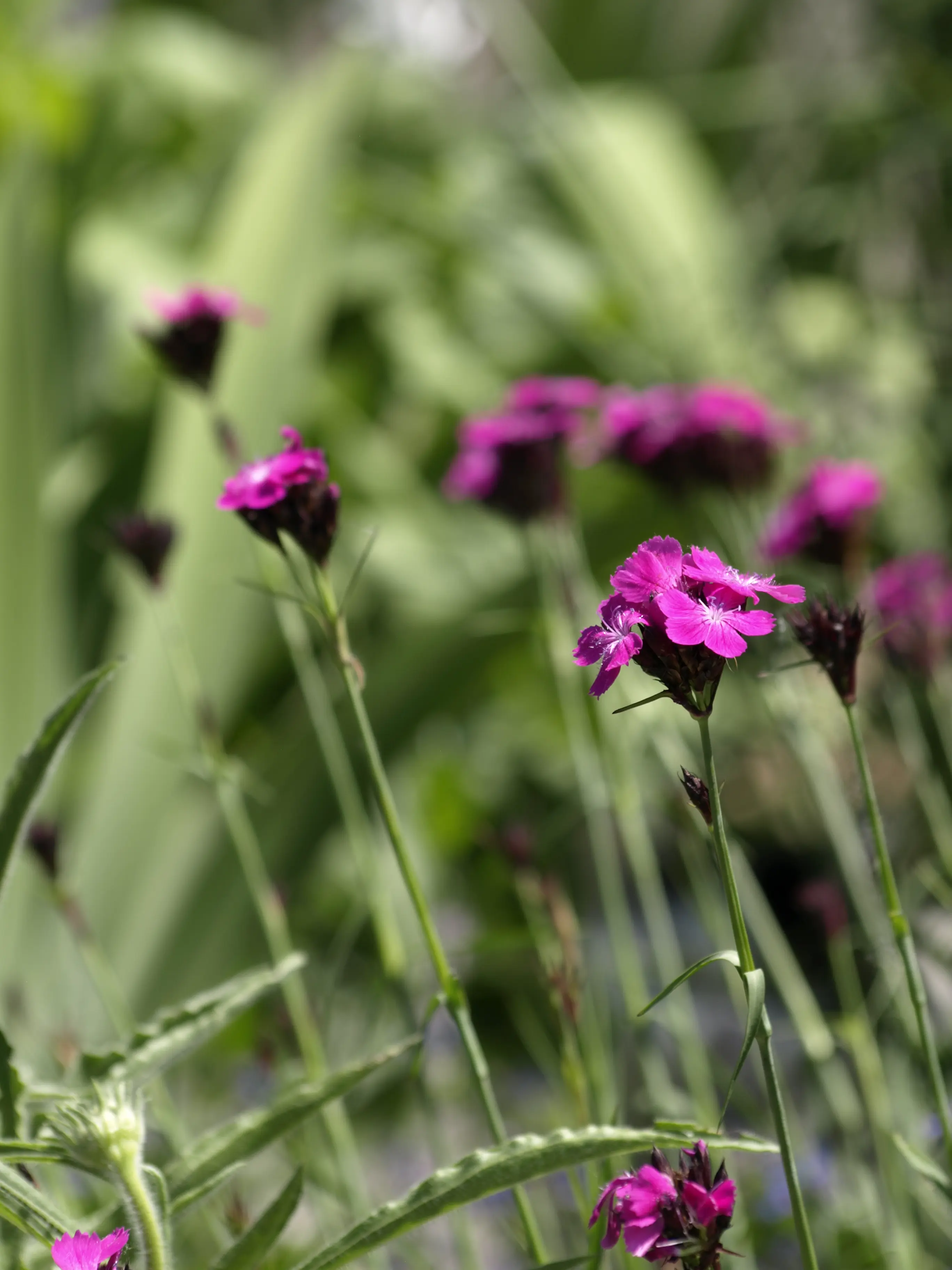 062_Kugler_Klimastarke Stauden_9783258084565_(c)JOACHIM KUGLER