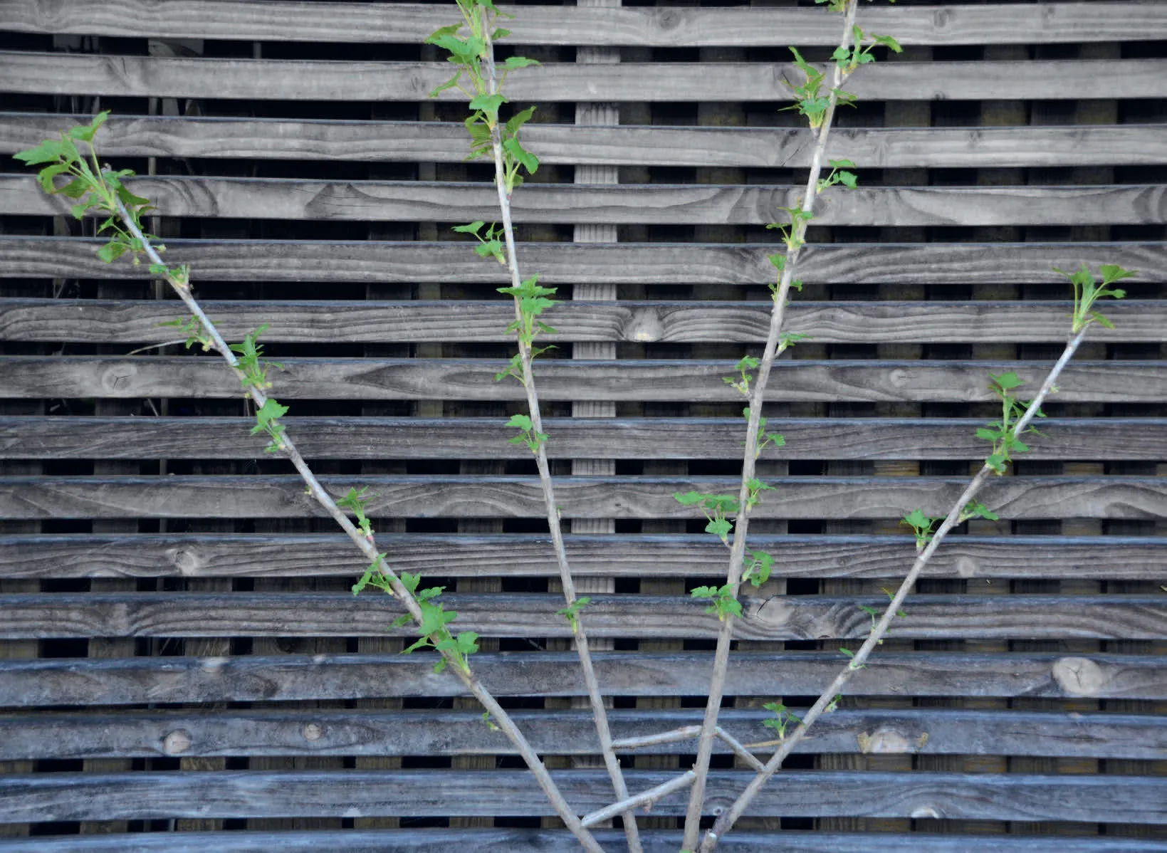 066_Spalierobst_(c)Reiner-Wahl