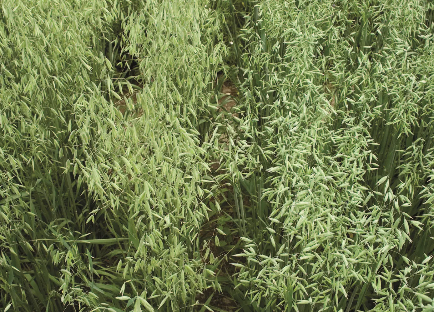 158_Schilperoord_Kulturpflanzen_9783258083902_(c)Peer Schilperoord