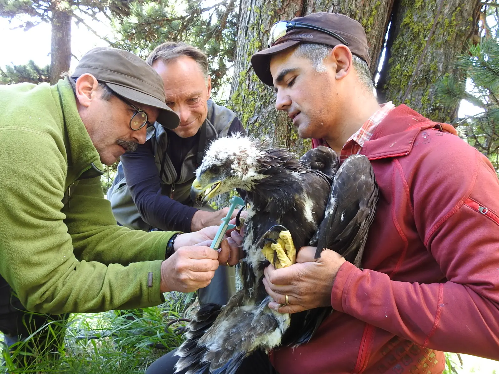 189_Jenny_Steinadler_9783258083612_(c) G. Largiadr