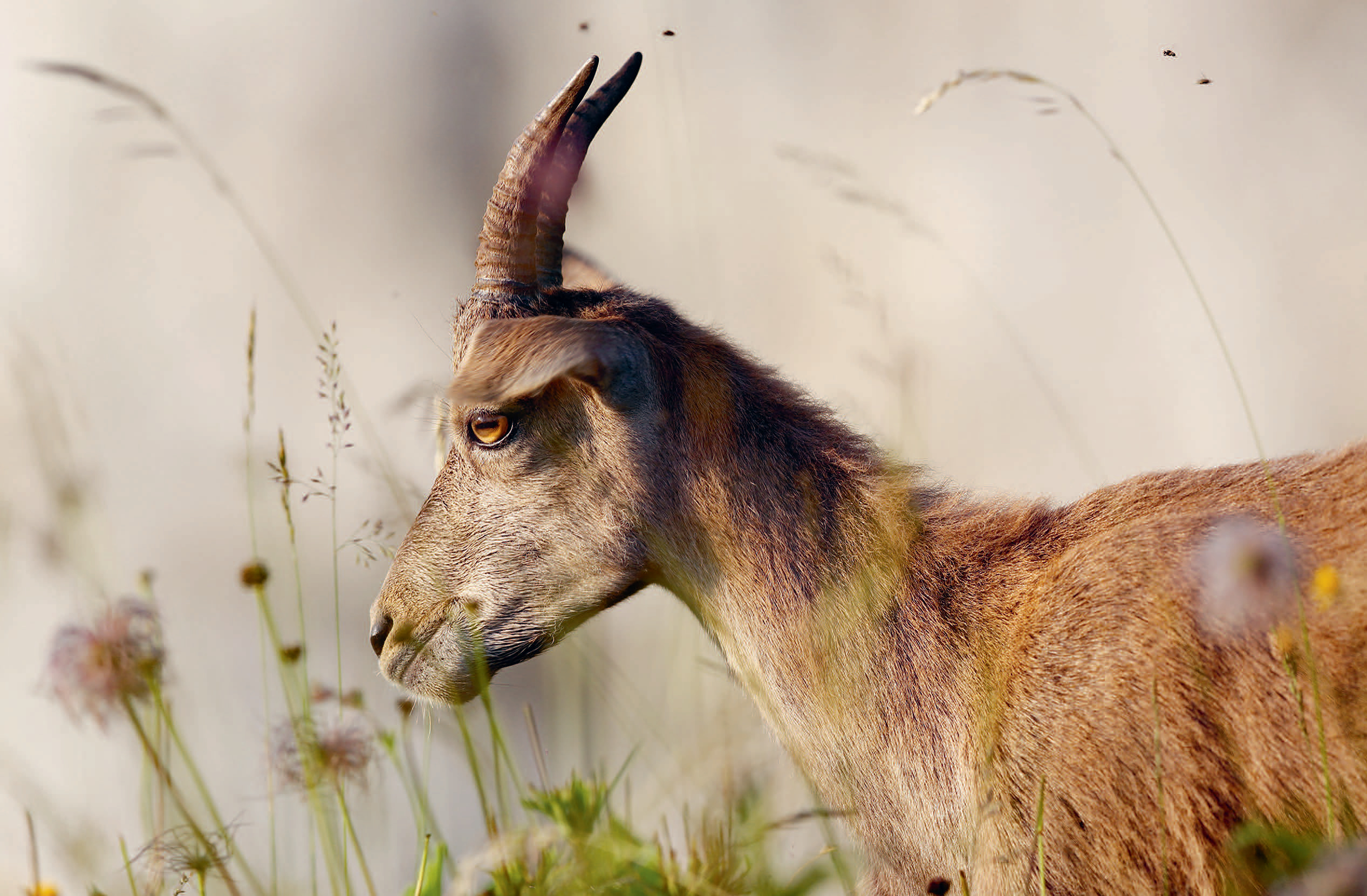 Der Steinbock: Im Gespräch mit Autor Flurin Filli