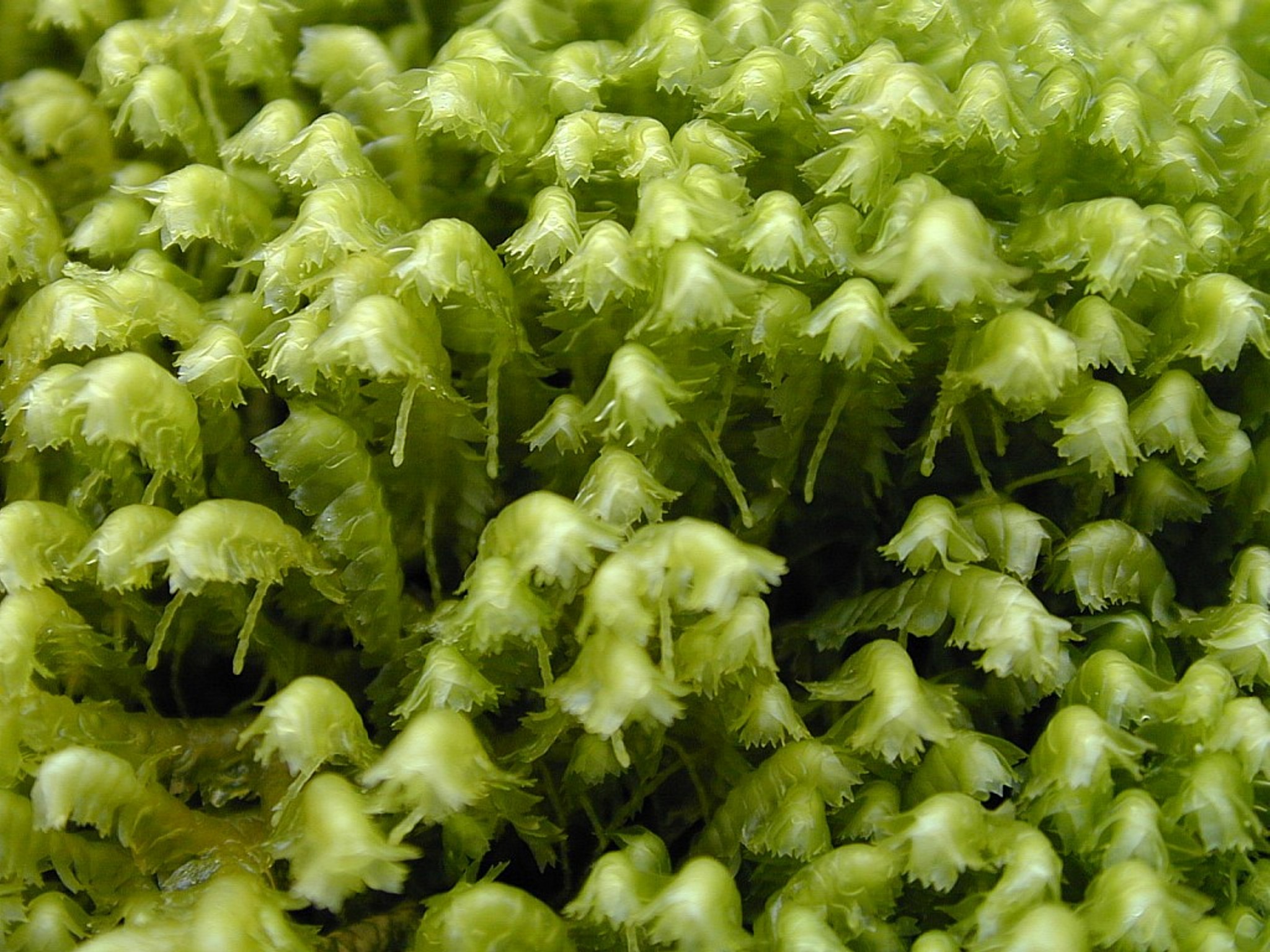 Moose der Schweiz: Was sie sind und wie sie leben