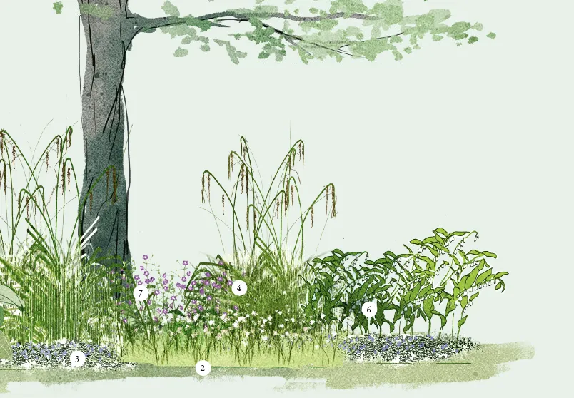 90_Schattenlieblinge-2-Schwingesbauer