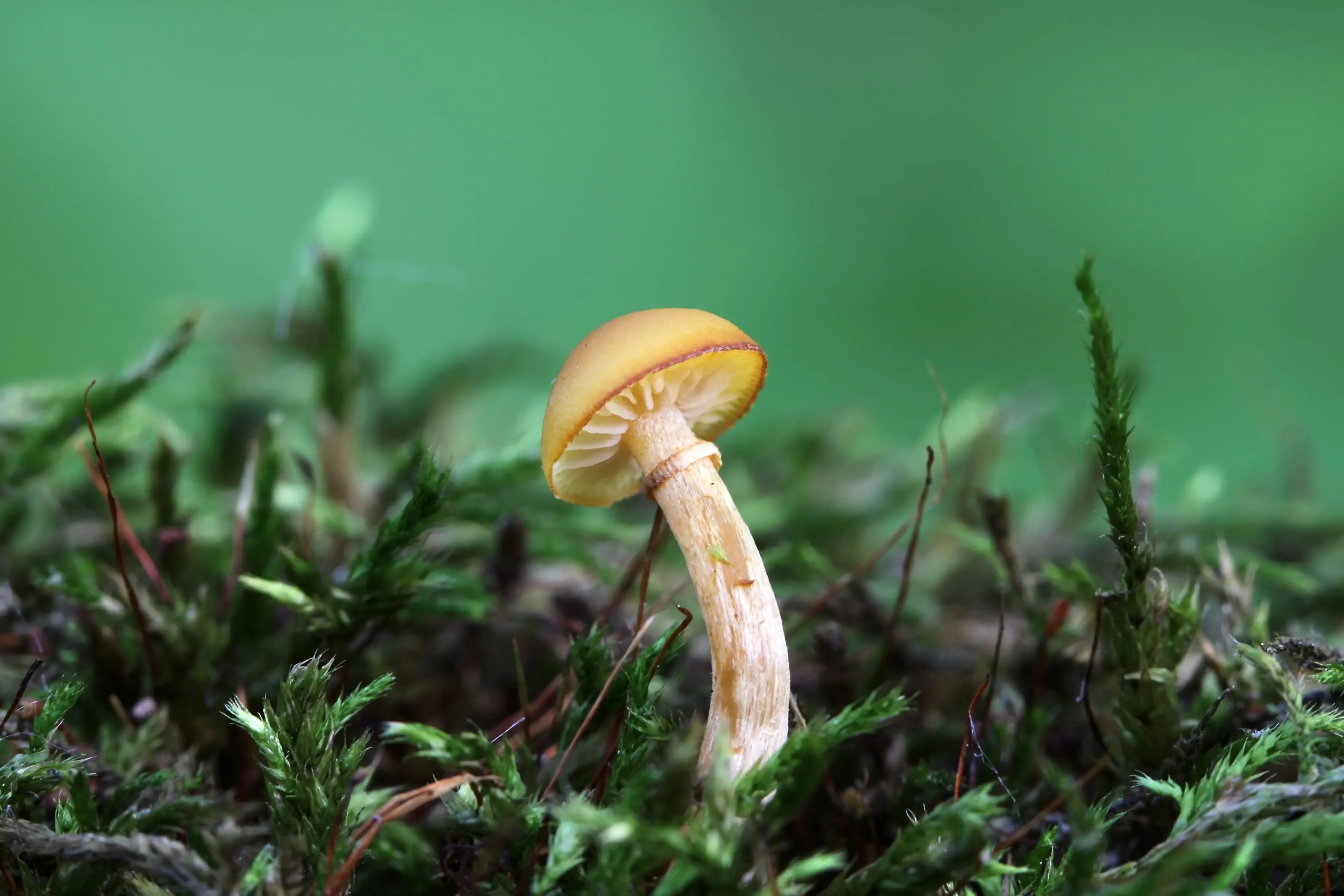 256-257_Bunyard_Pilze_9783258084558_(c)Shutterstock NK-55