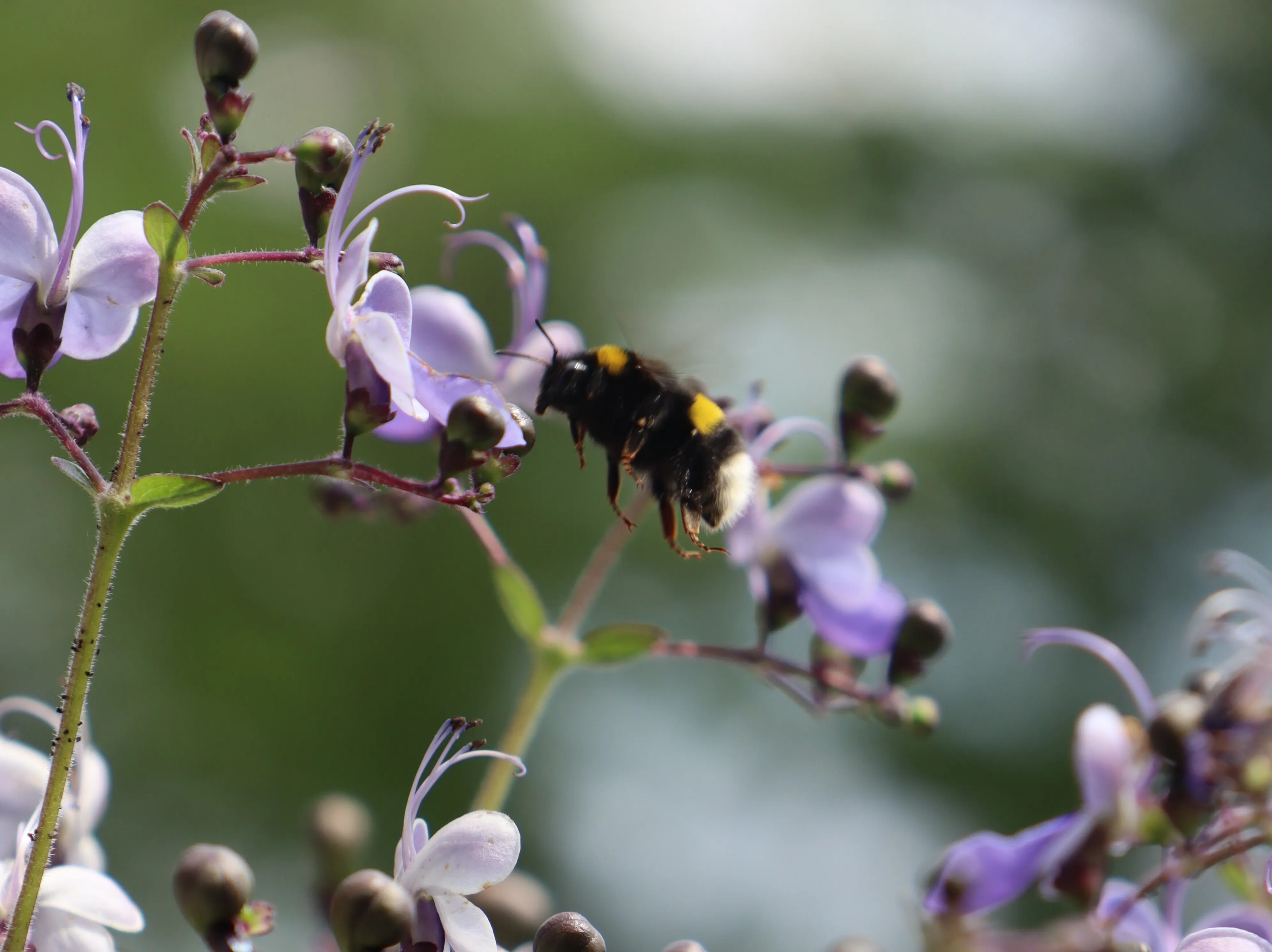 Hummel-hf-Schwingesbauer