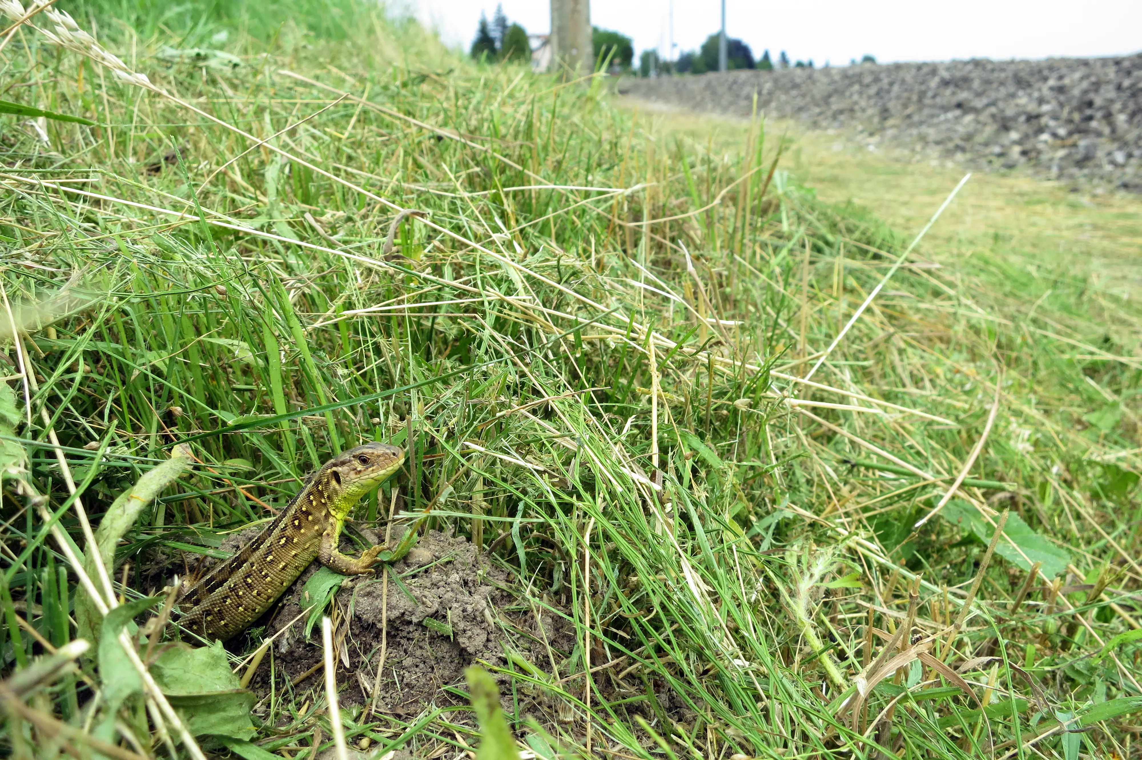 179_Hofer_Reptilien_9783258083728_(c)Andreas Meyer