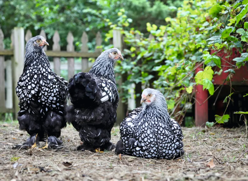 098_Caughey_Chicken_9783258084503_(c)driftlessstudio_iStock.com