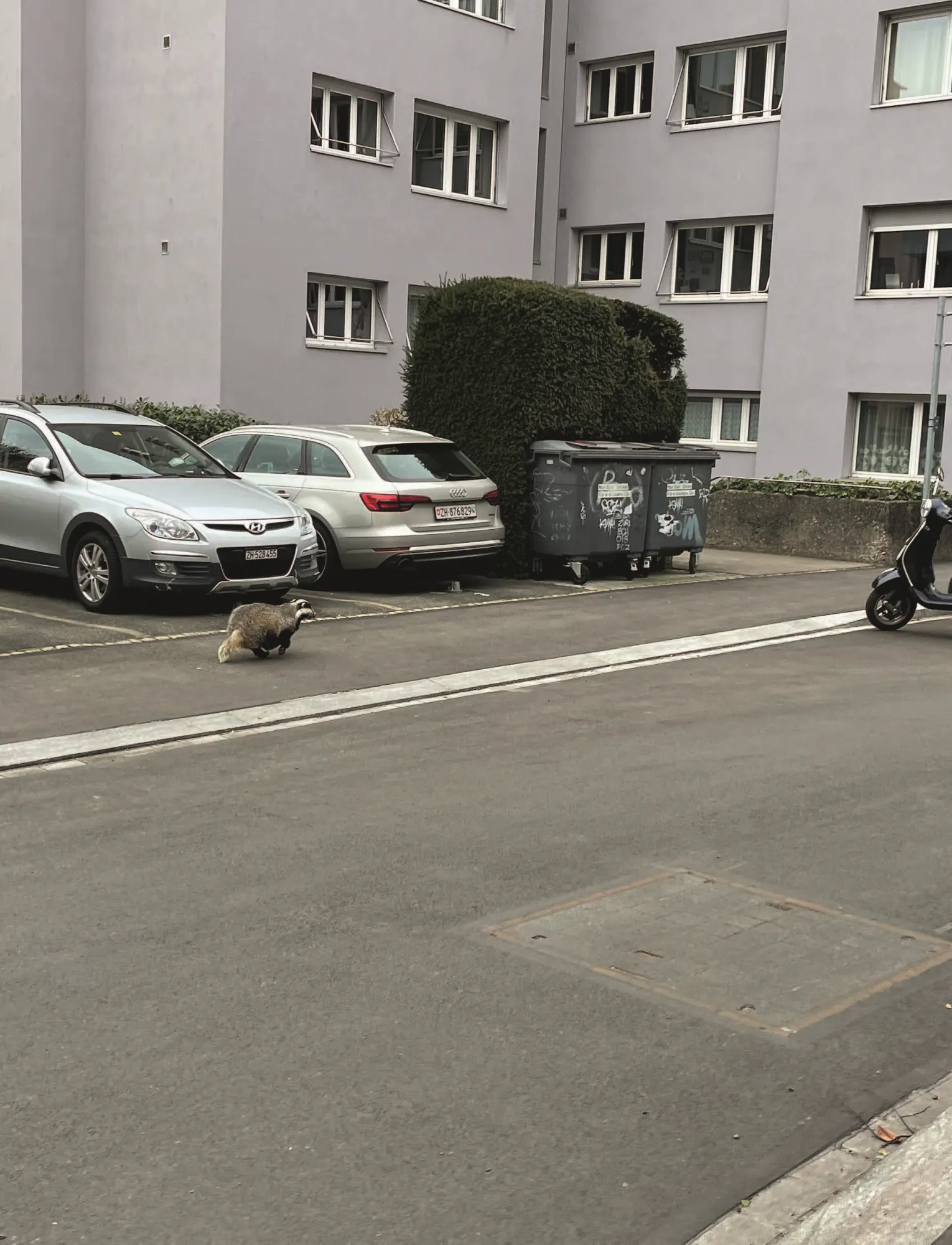 084_Geiger-et-al_Dachs_9783258084381(c)_Sven_Ebert_stadtwildtiere.ch