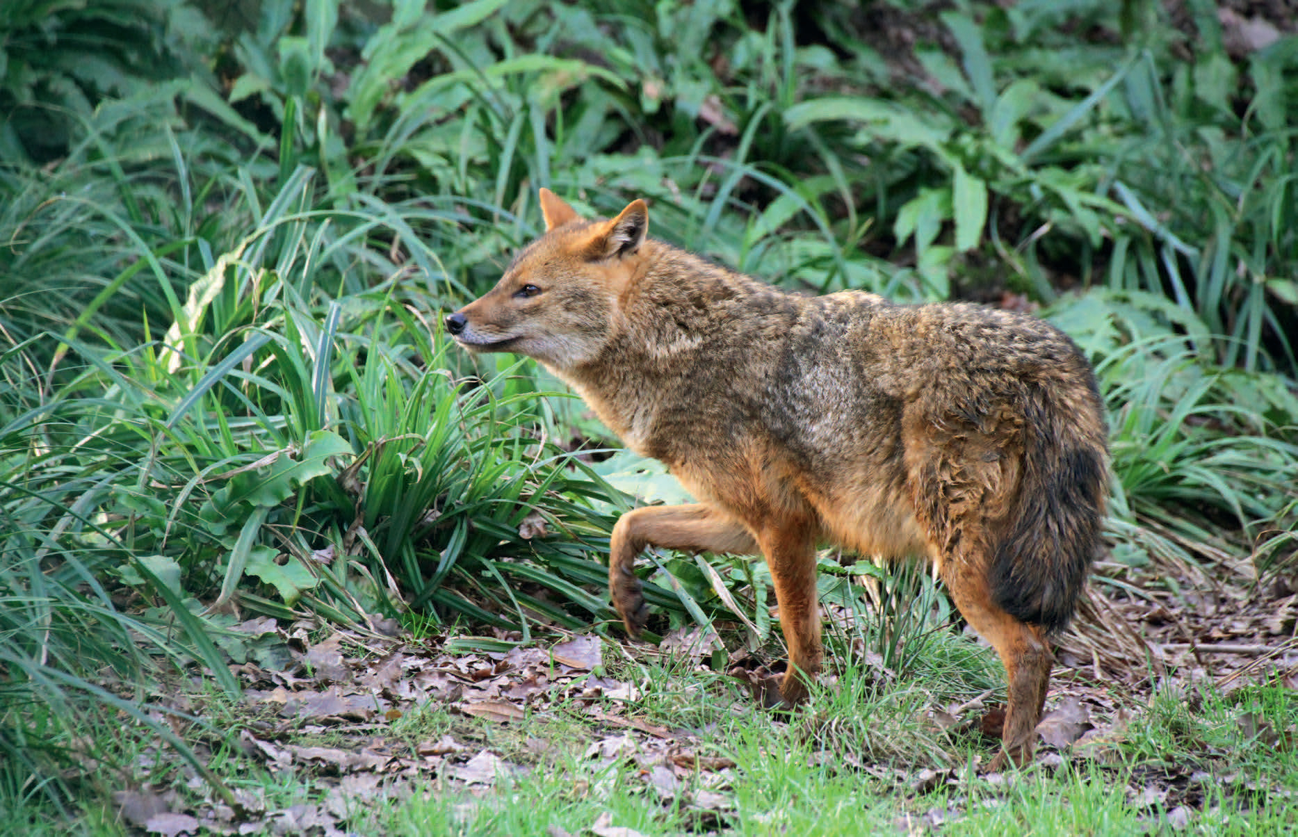 Der Goldschakal: ein Wildtier breitet sich in Europa aus