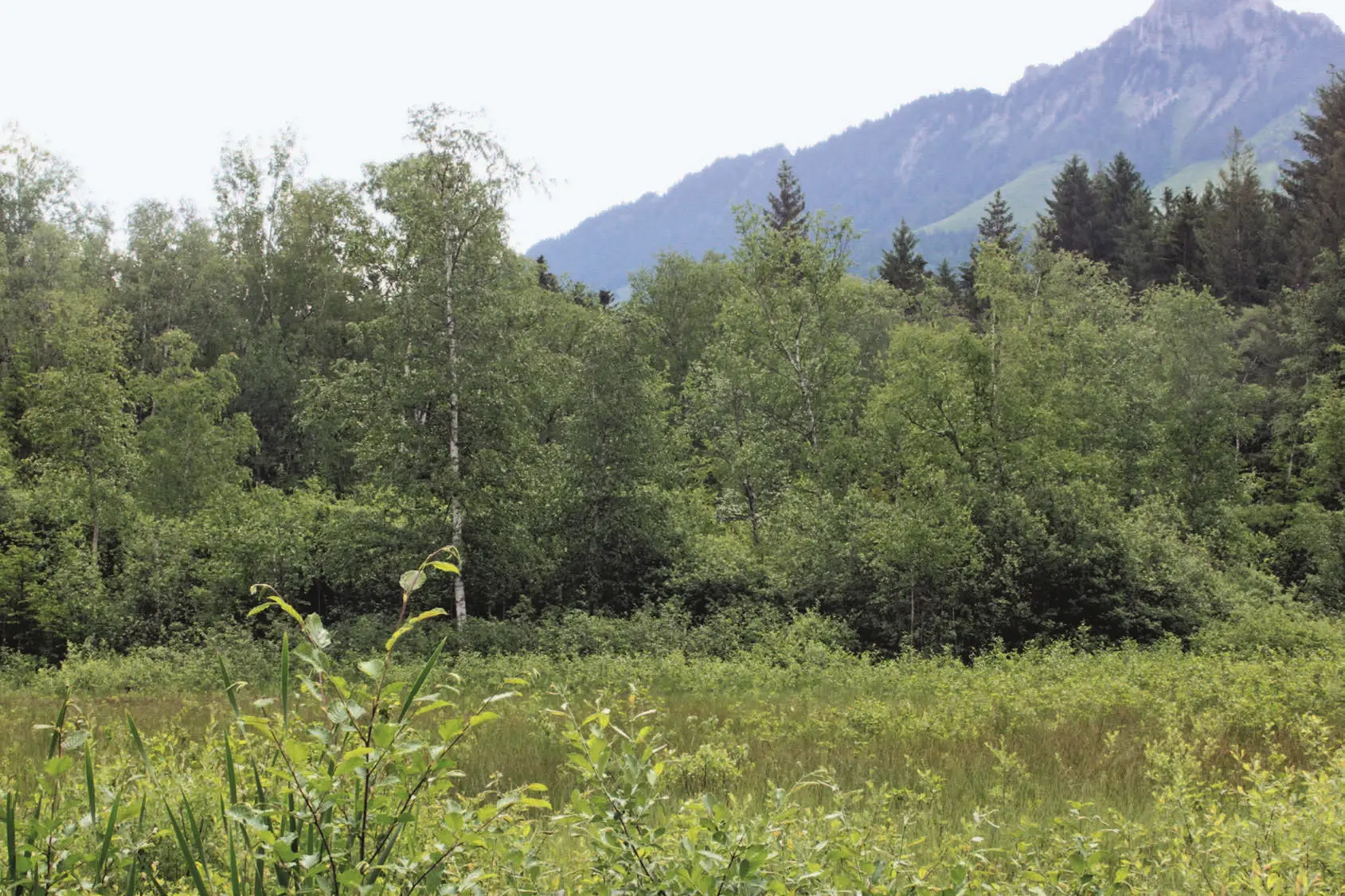 176_Muhmenthaler_Waldbewirtschaftung_9783258083971_(c)Julian Muhmenthaler