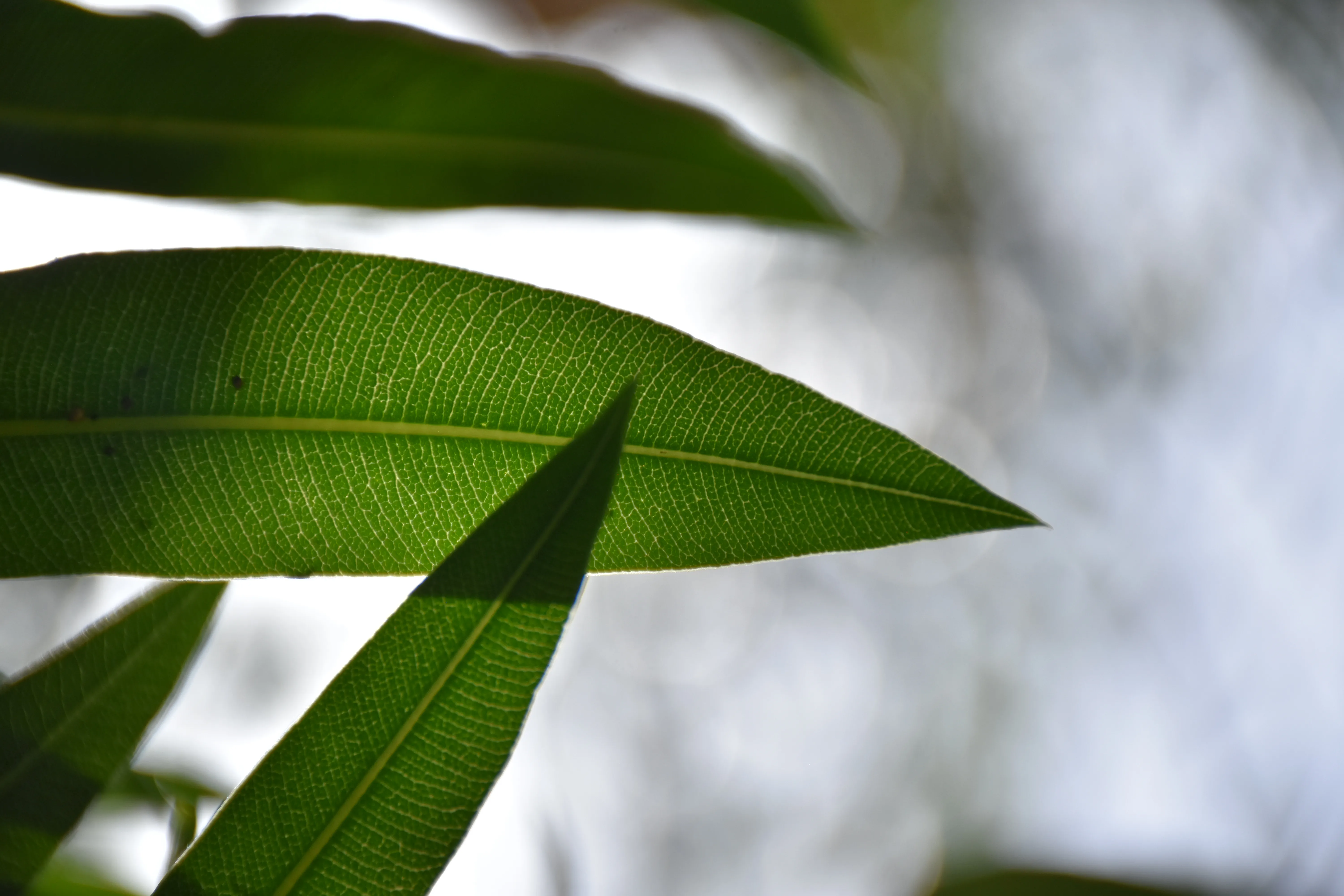 hf3-Fry-Wayland_Geschichte der Botanik_(c)Fiona Hofer