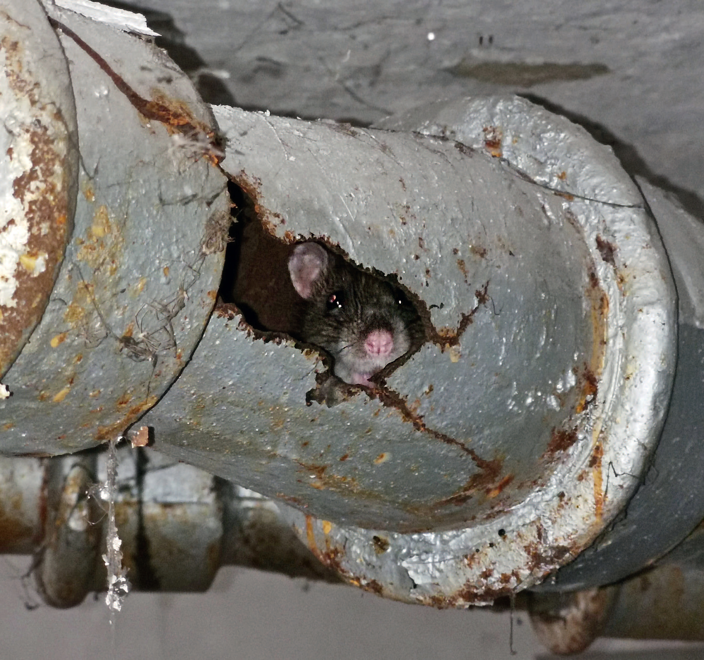 Von «Ratten» und Menschen