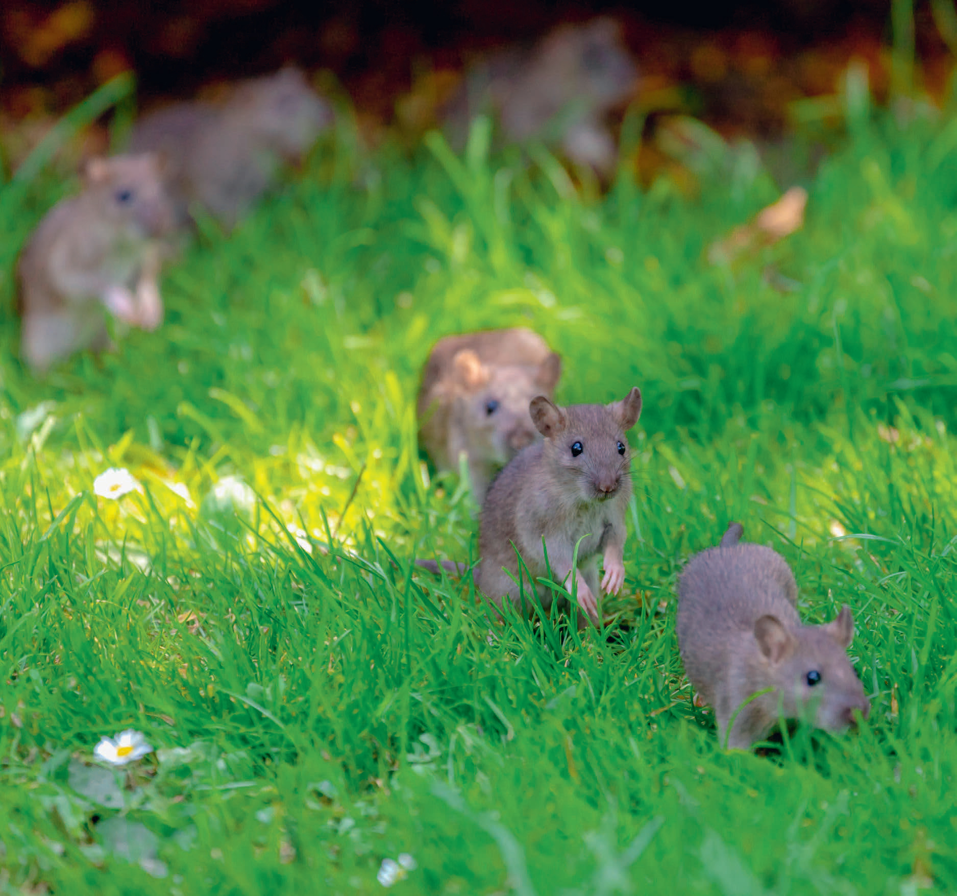 «Ratten» im SRF-Regionaljournal