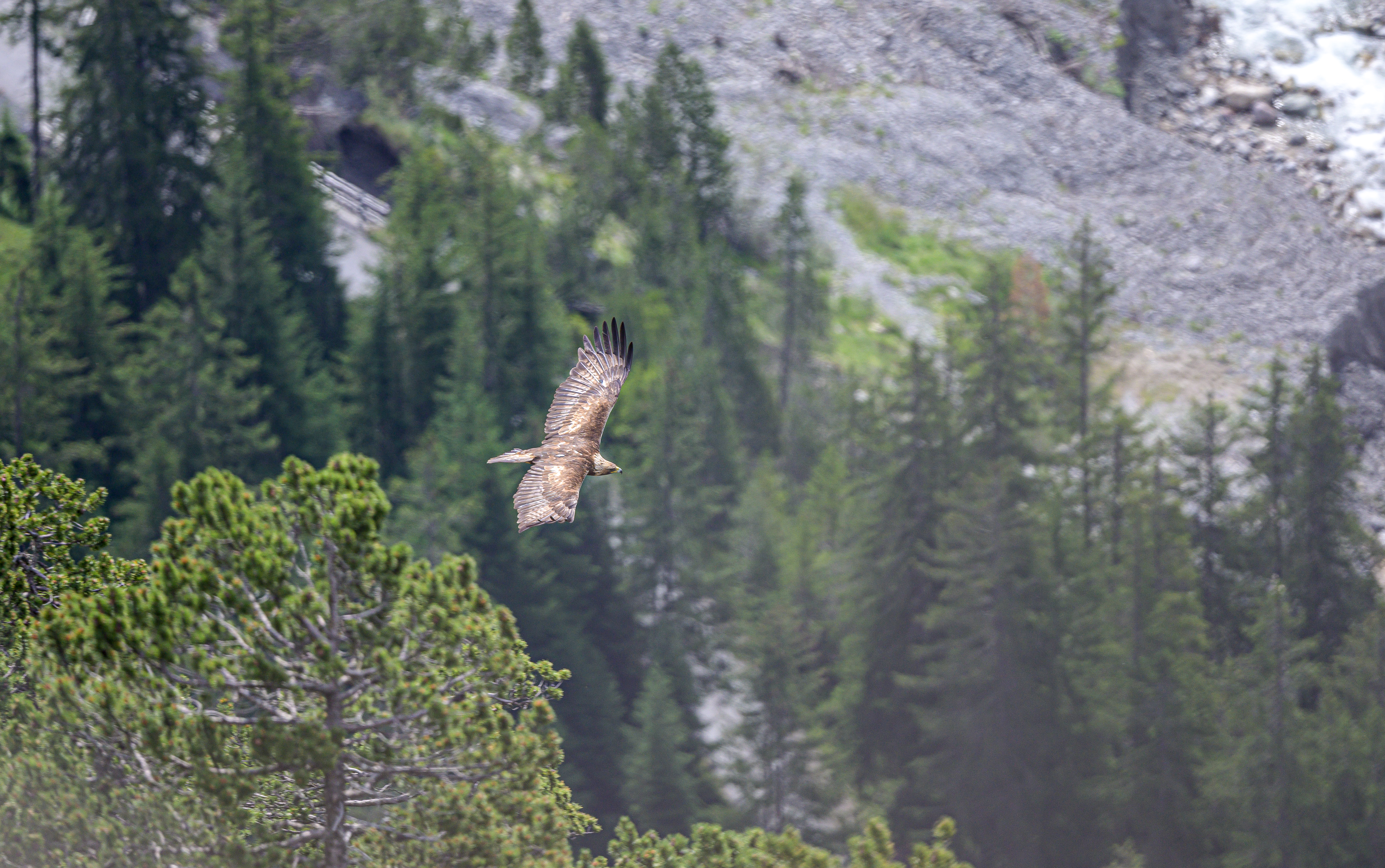 Der Steinadler: HauptAutor David Jenny im Interview