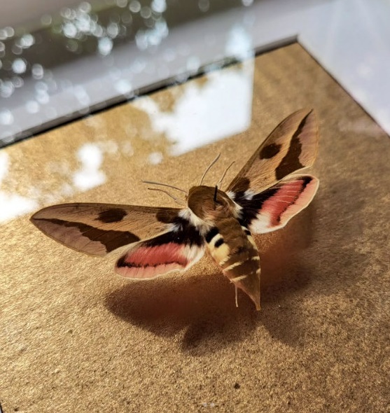 29.11.25 – Atelier Art Brut