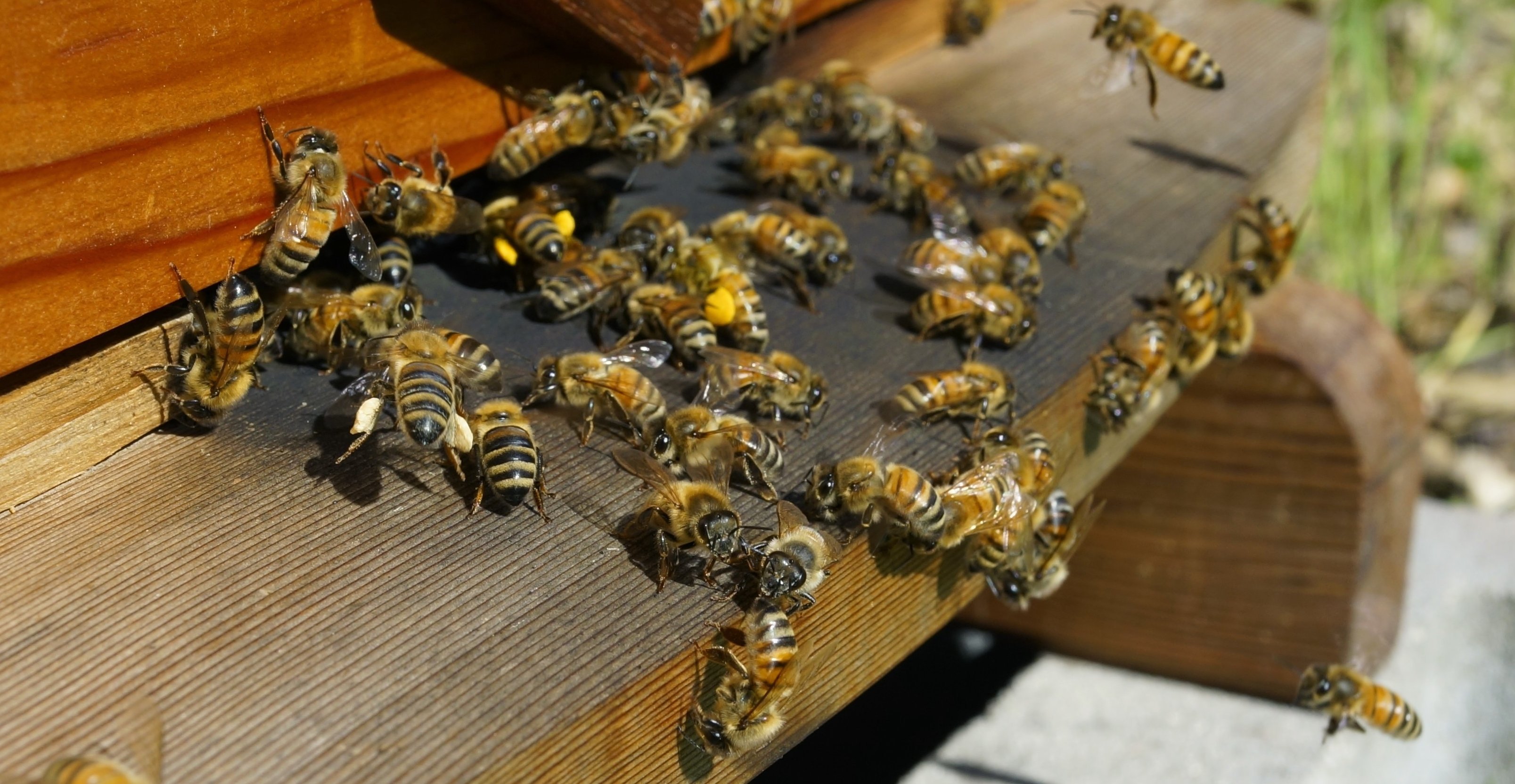 HauptAutor David Heaf: Behandlungsfrei imkern