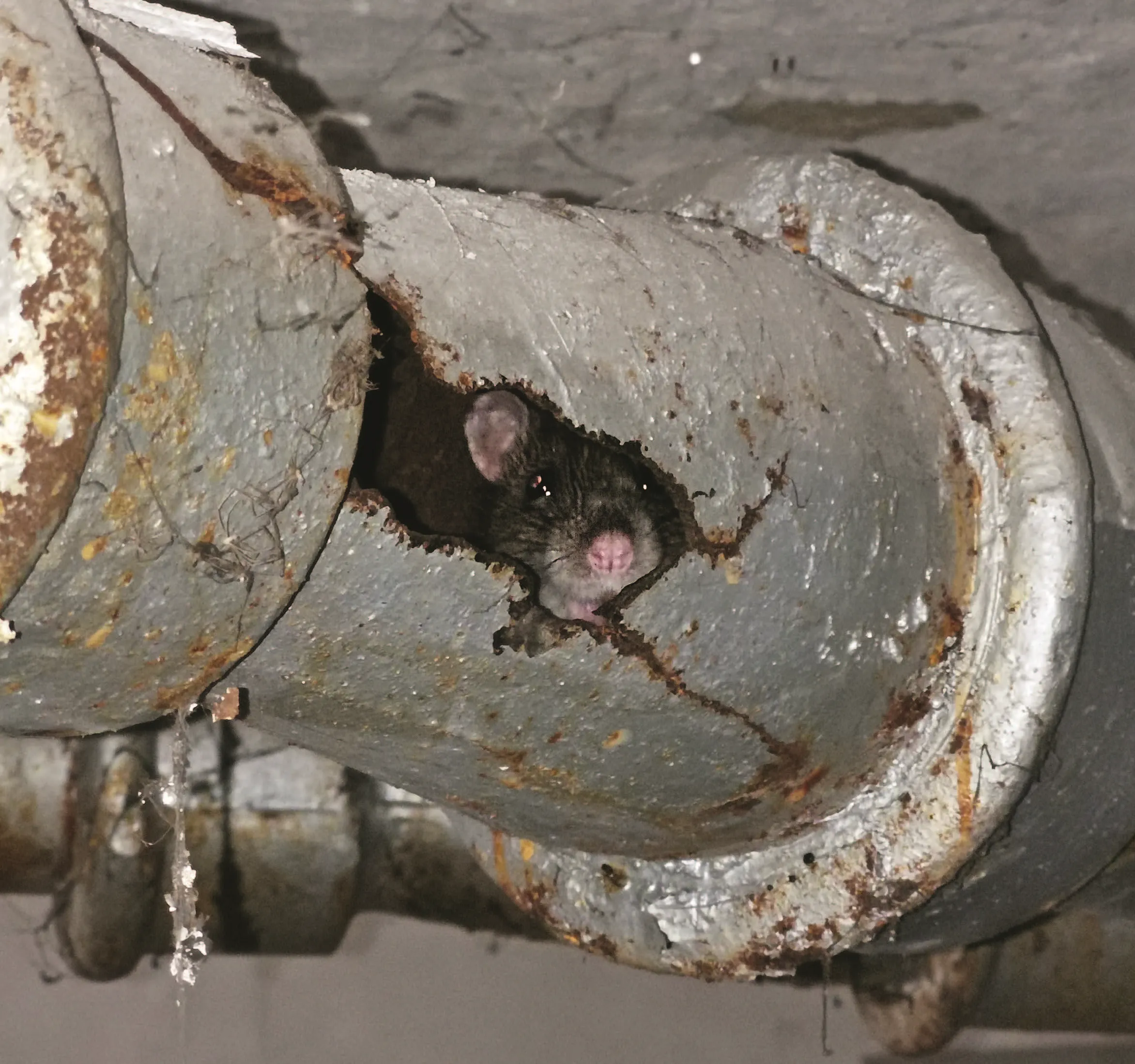 157_Weinberger_Ratten_9783258083155(c)Shutterstock_Dennis Jacobsen