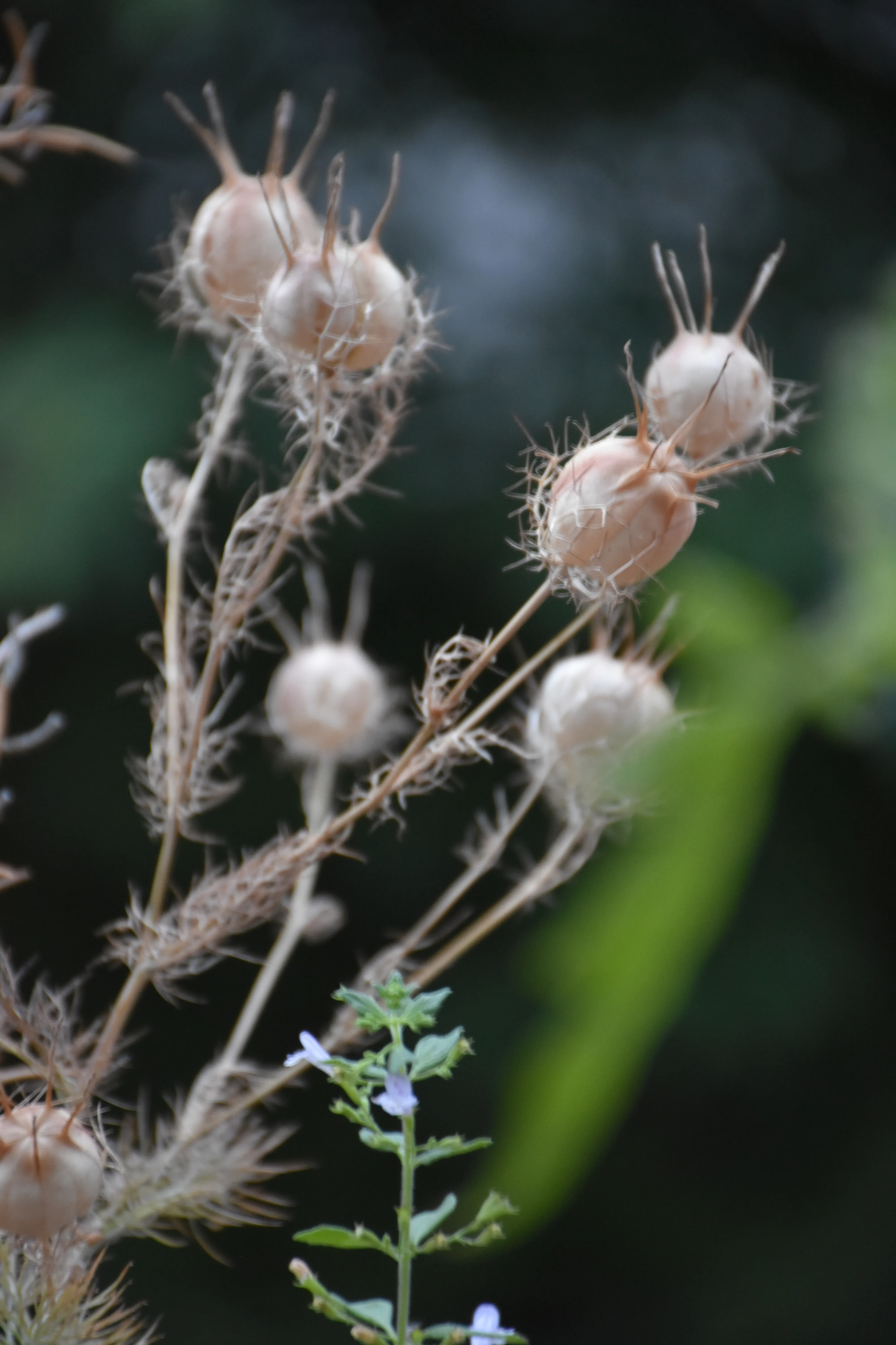 hf5-Fry-Wayland_Geschichte der Botanik_(c)Fiona Hofer