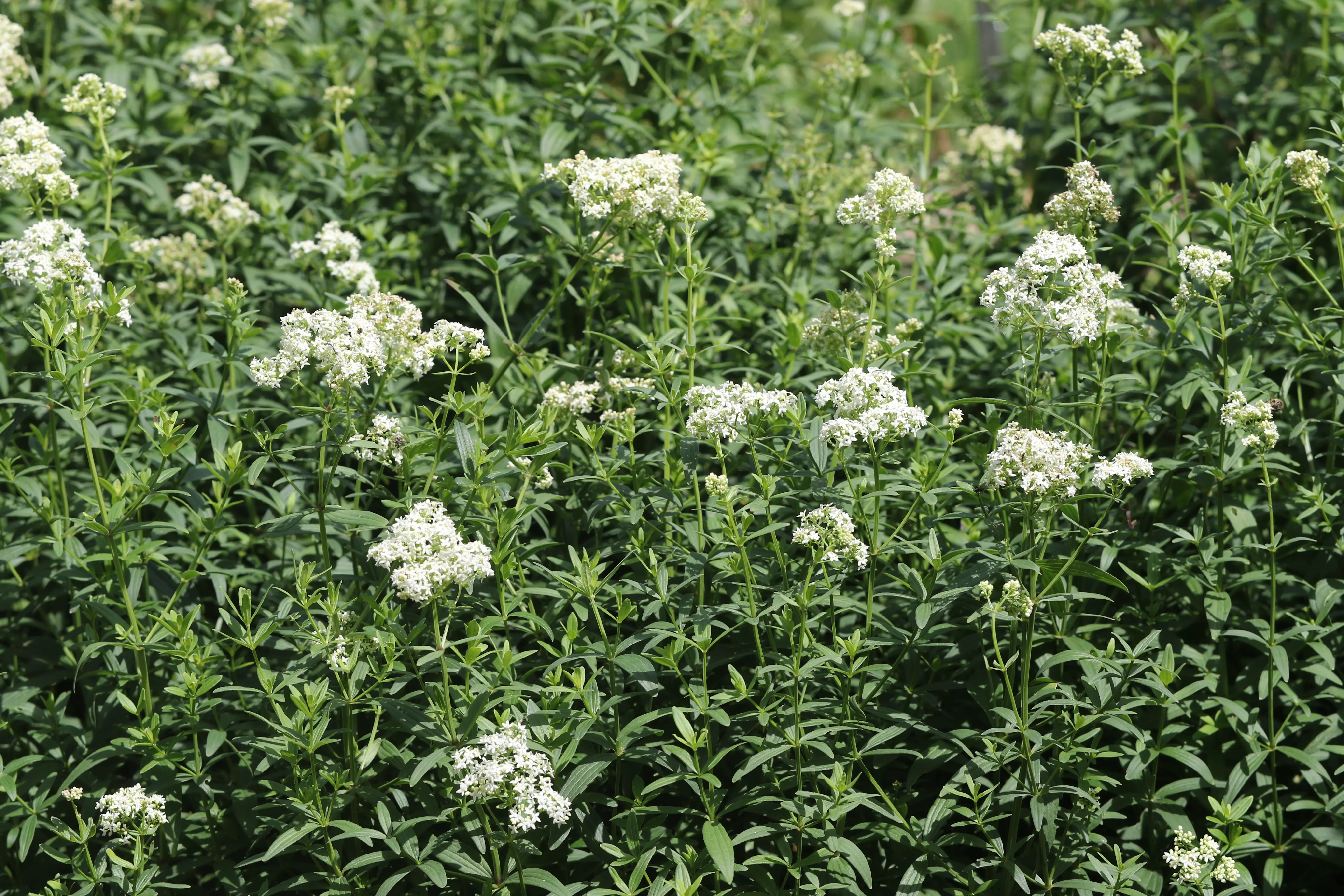 078ol_Kugler_Klimastarke Stauden_9783258084565_(c)NORBERT GRIEBL