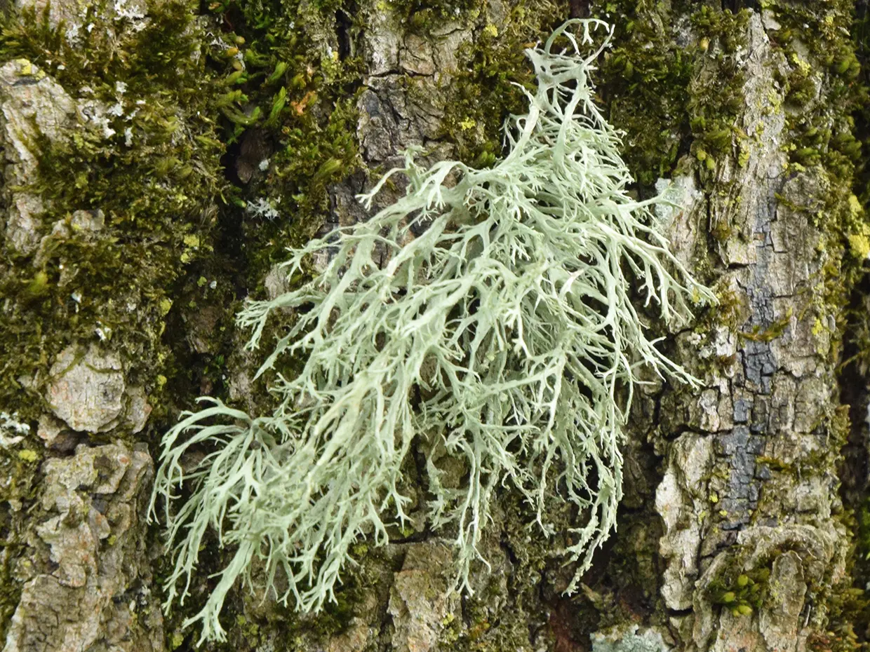 114or_Lcking-Spribille_Flechten_9783258084299_(c)Robert Lcking