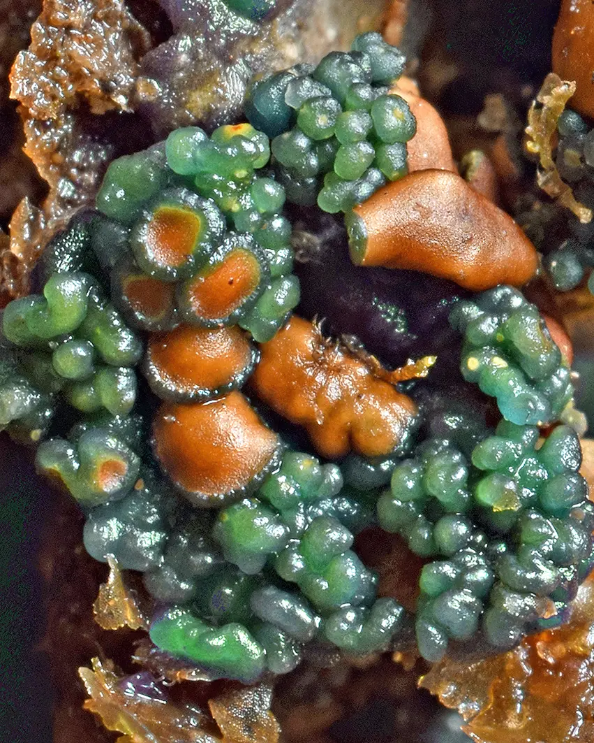 114ul_Lcking-Spribille_Flechten_9783258084299_(c)Robert Lcking