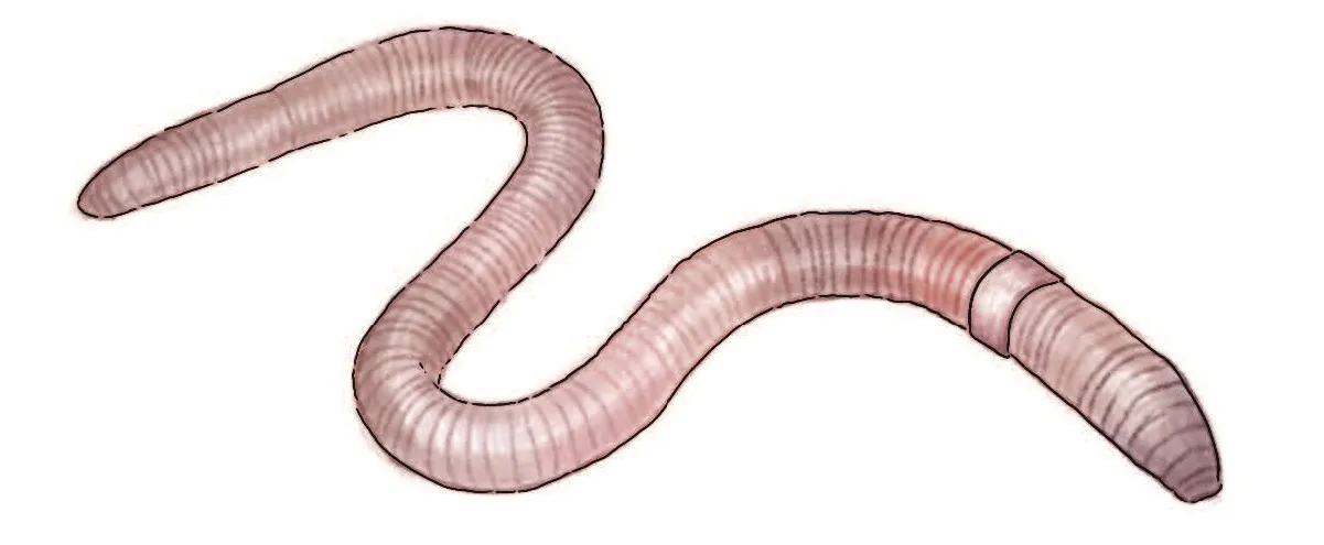 010_Wurst_Der Boden lebt_9783258083957_(c)Wurst